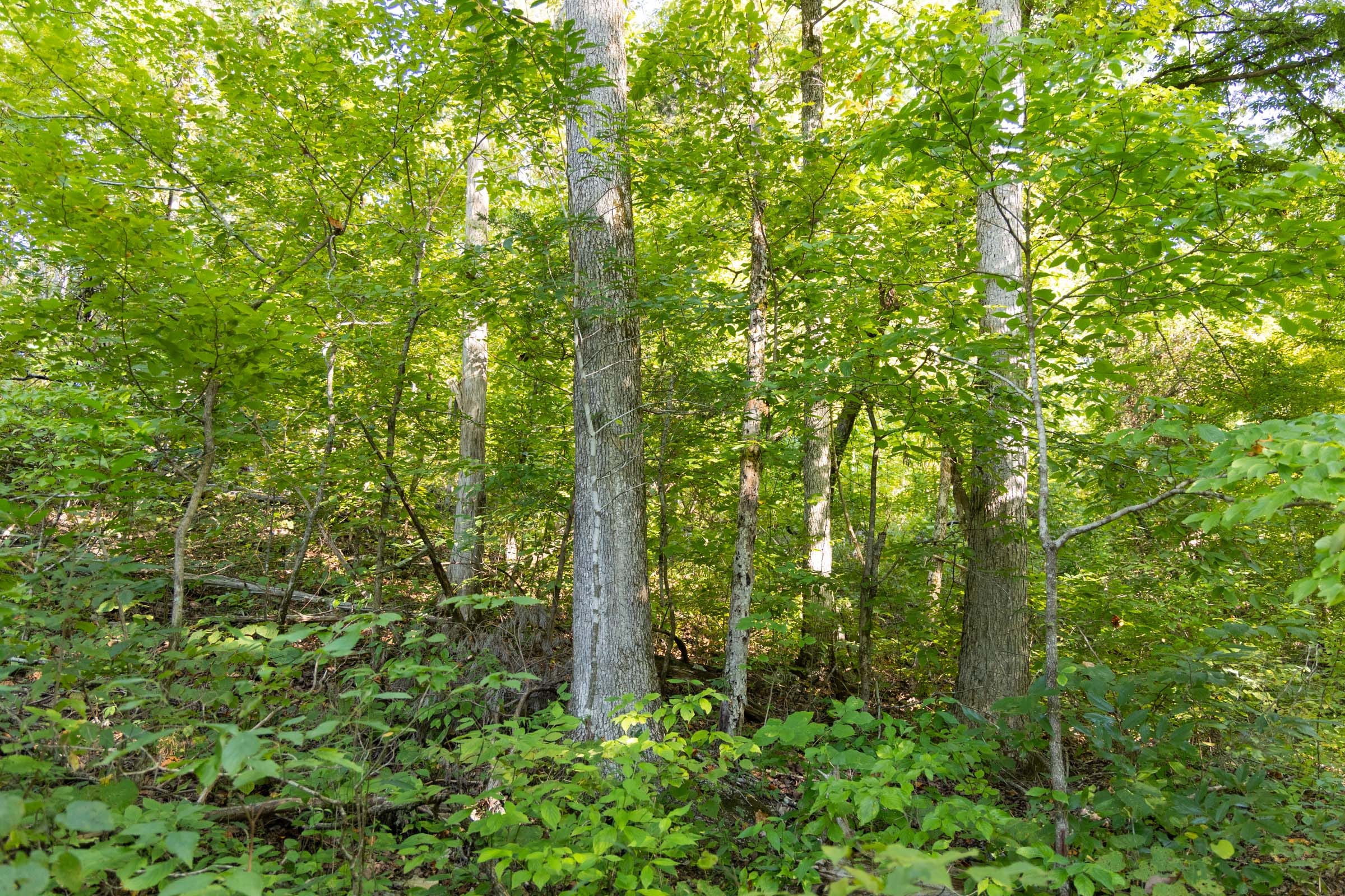 Big White Oak Tract 85 photo 11