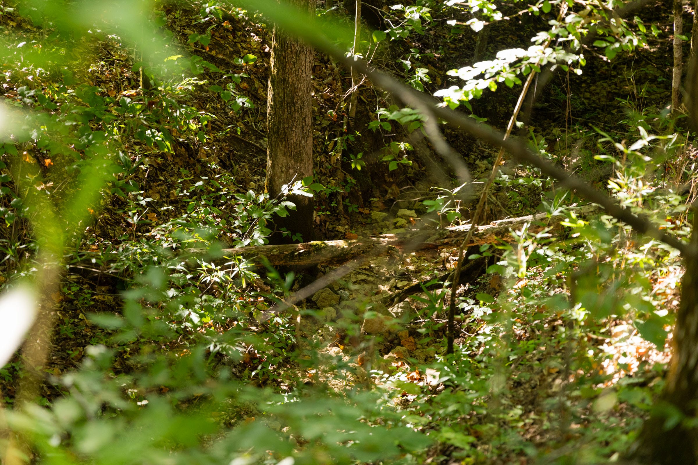 Big White Oak Tract 85 photo 10