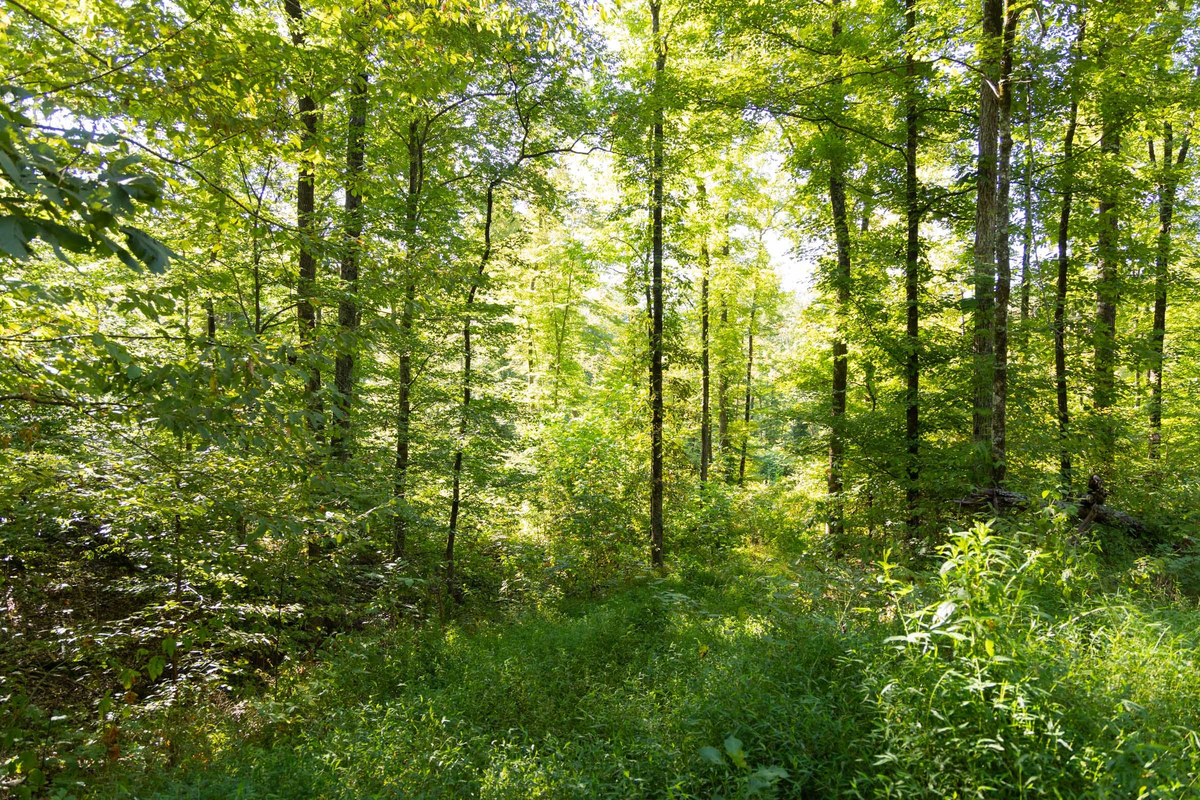 Big White Oak Tract 85 photo 9