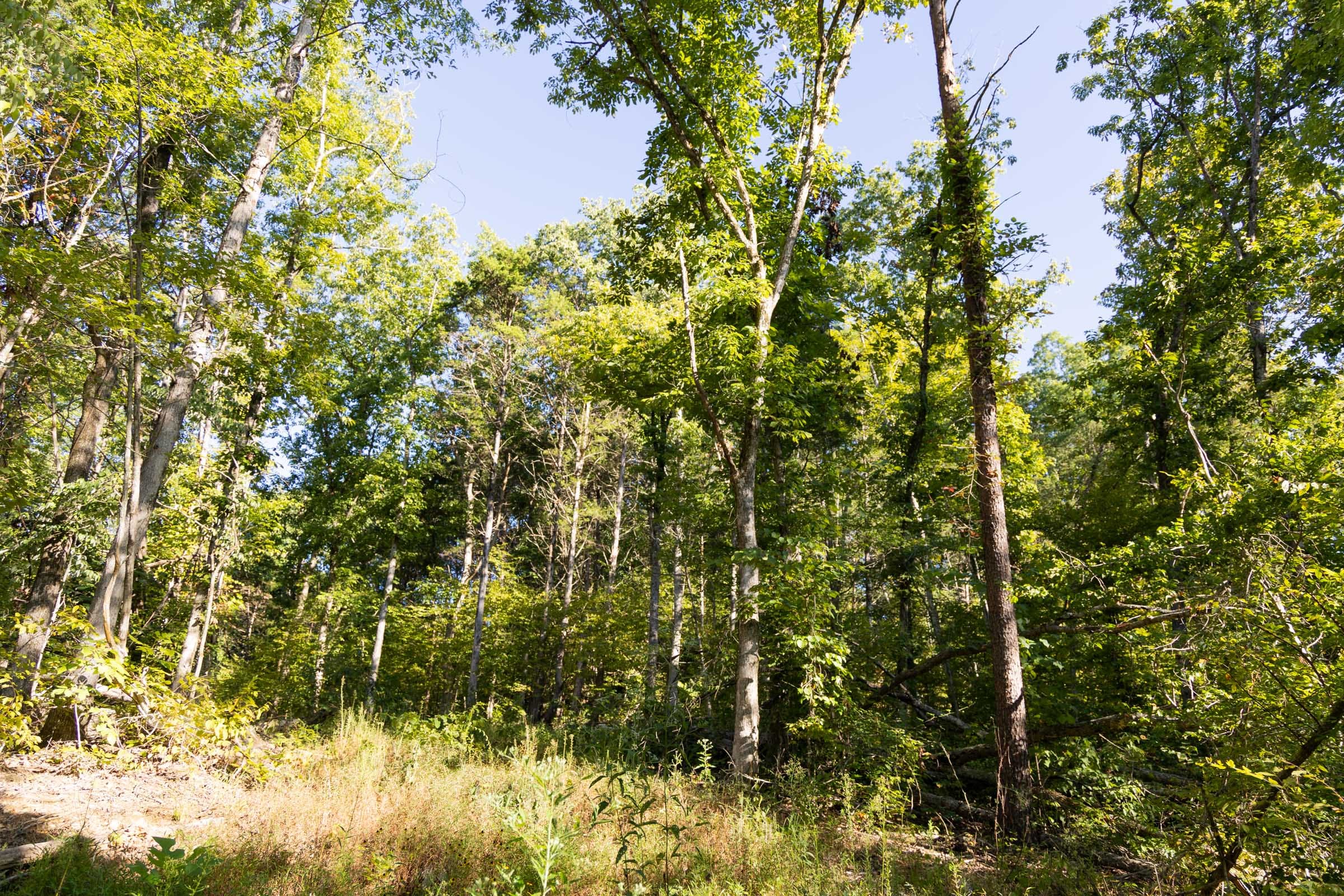 Big White Oak Tract 85 photo 8