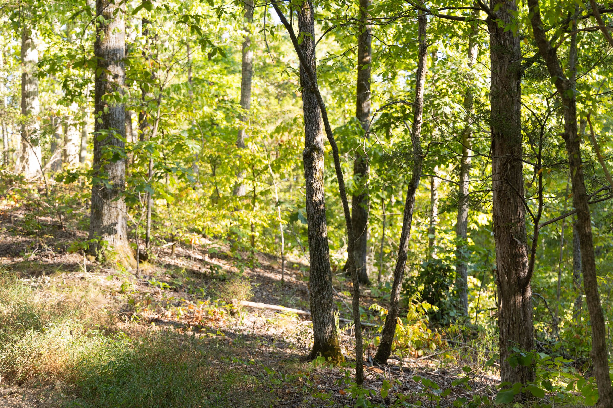 Big White Oak Tract 85 photo 7