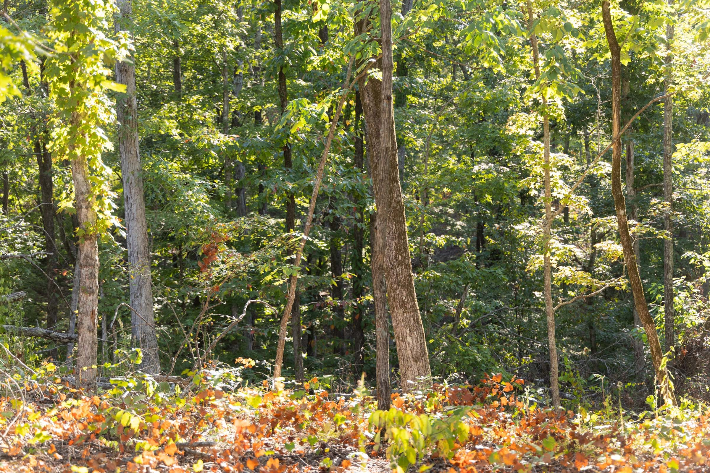 Big White Oak Tract 85 photo 6