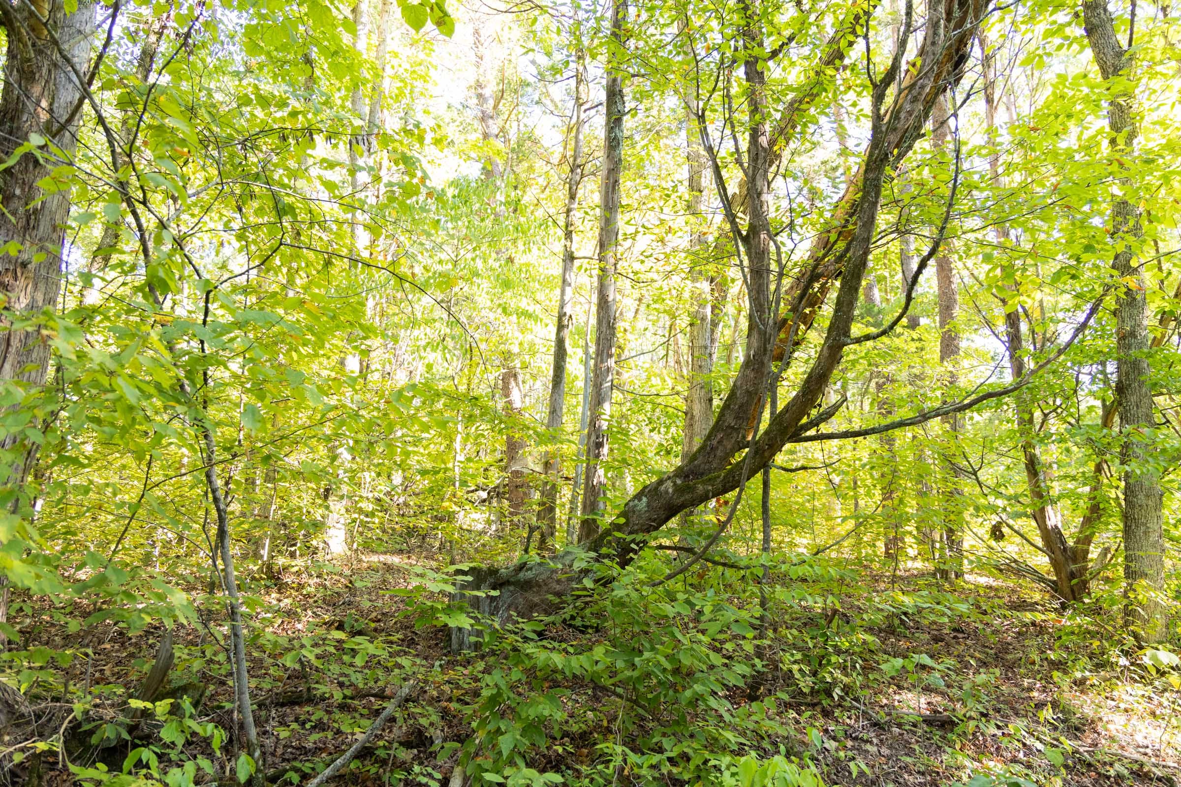 Big White Oak Tract 85 photo 5