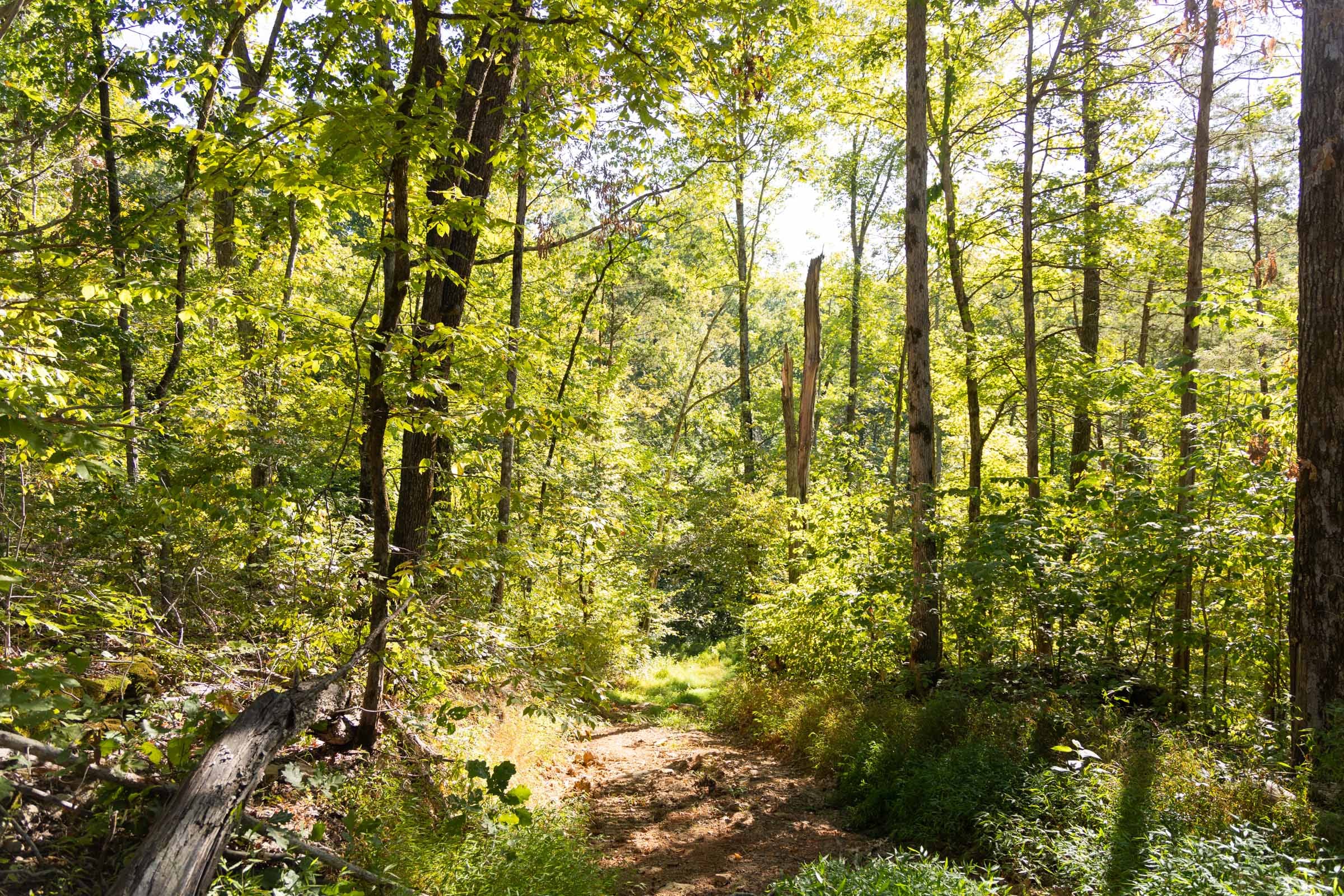 Big White Oak Tract 85 photo 4