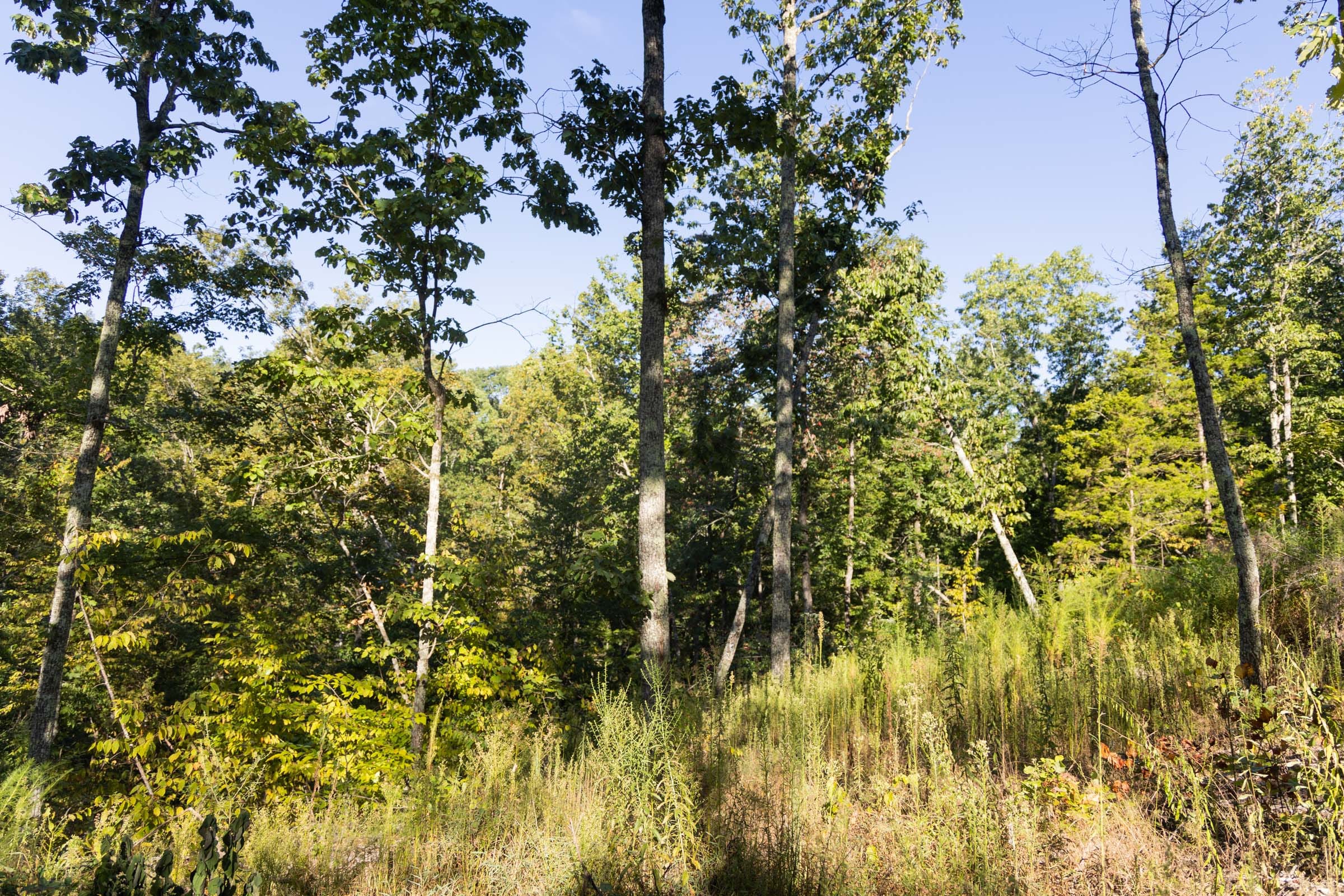 Big White Oak Tract 85 photo 3