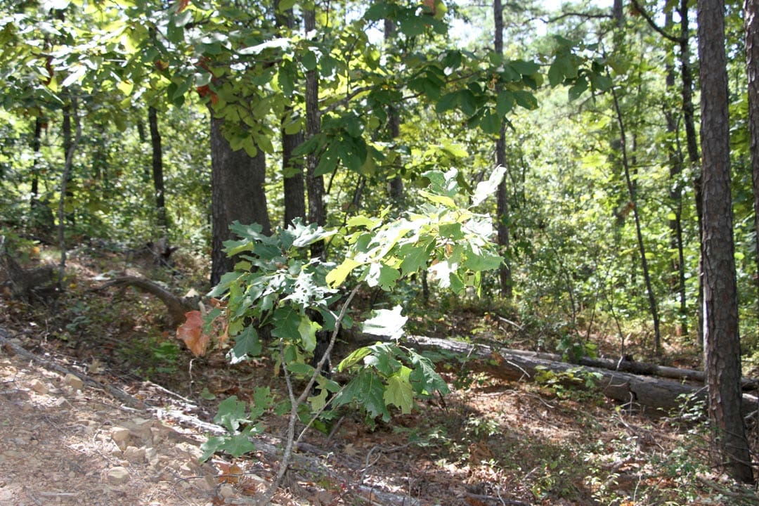 Lakeview Private Reserve Tract 21 photo 5