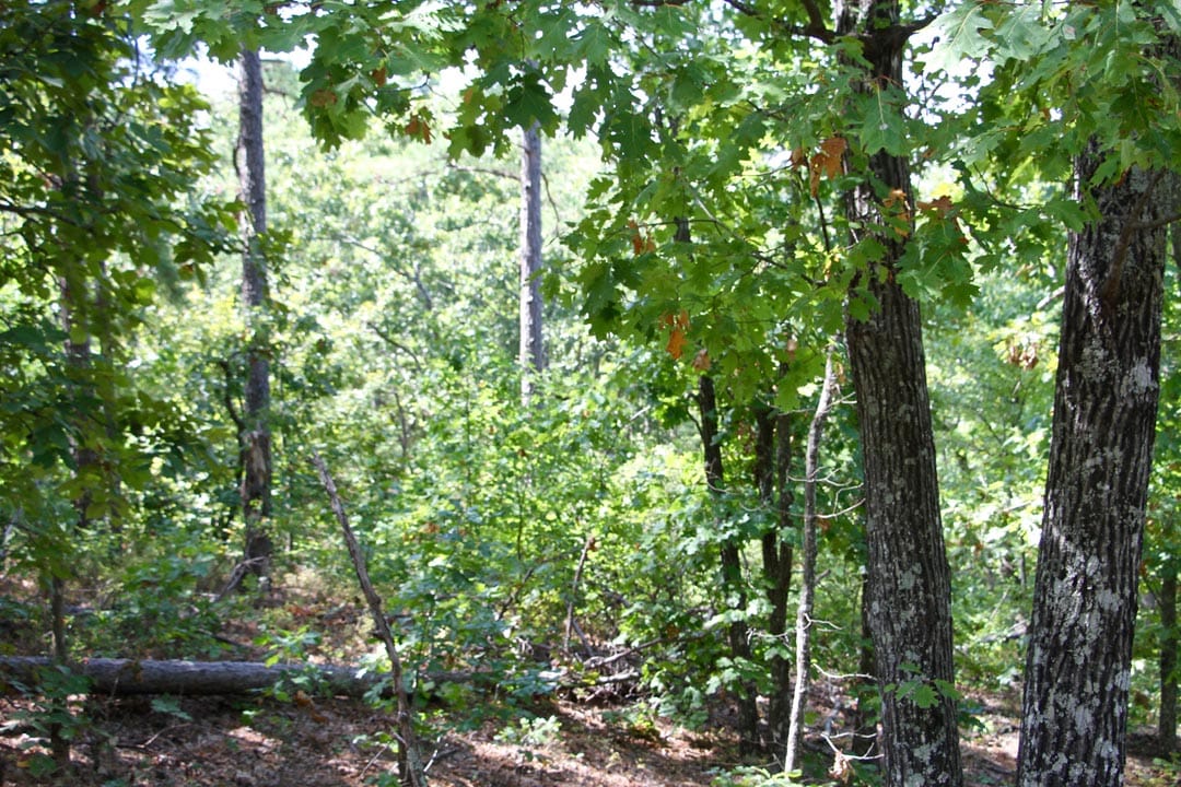 Lakeview Private Reserve Tract 21 photo 6