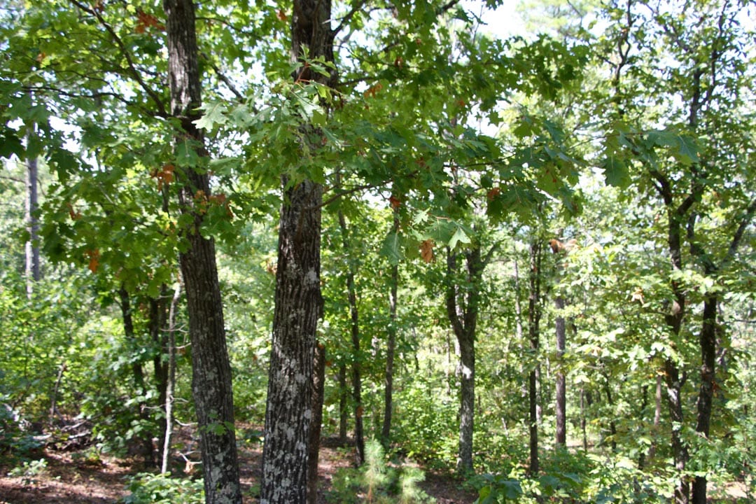 Lakeview Private Reserve Tract 21 photo 7