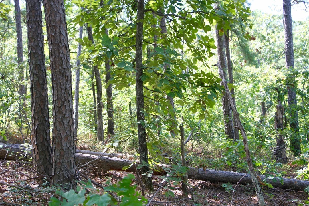 Lakeview Private Reserve Tract 21 photo 8