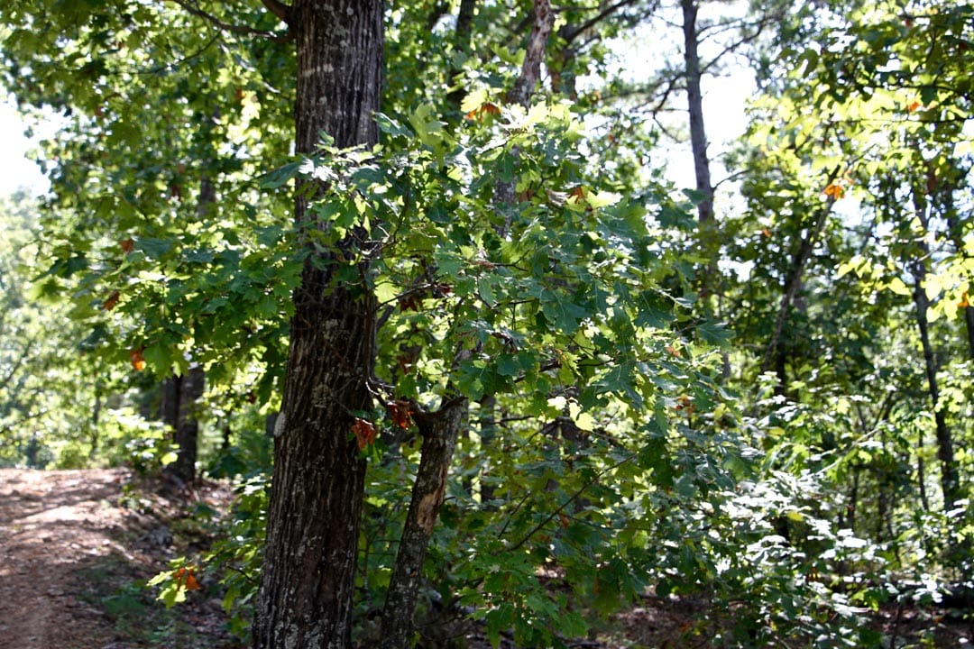 Lakeview Private Reserve Tract 21 photo 12