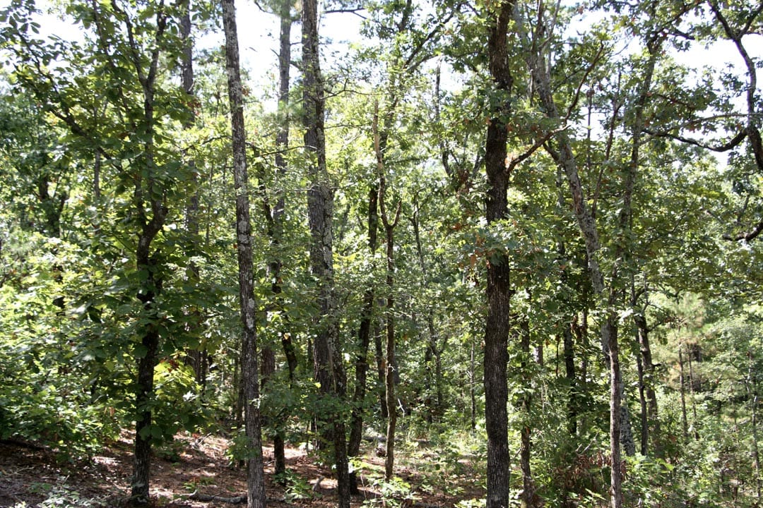 Lakeview Private Reserve Tract 21 photo 14