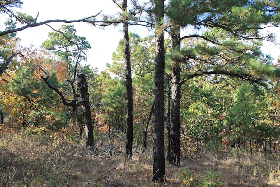 Indian Ridge – Phase III Tract 91 photo 4