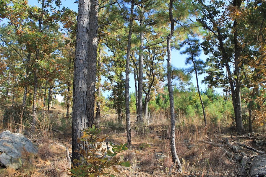 Indian Ridge – Phase III Tract 91 photo 13