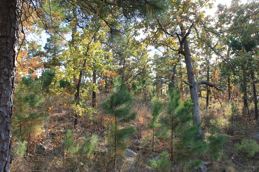 Indian Ridge – Phase III Tract 91 photo 14