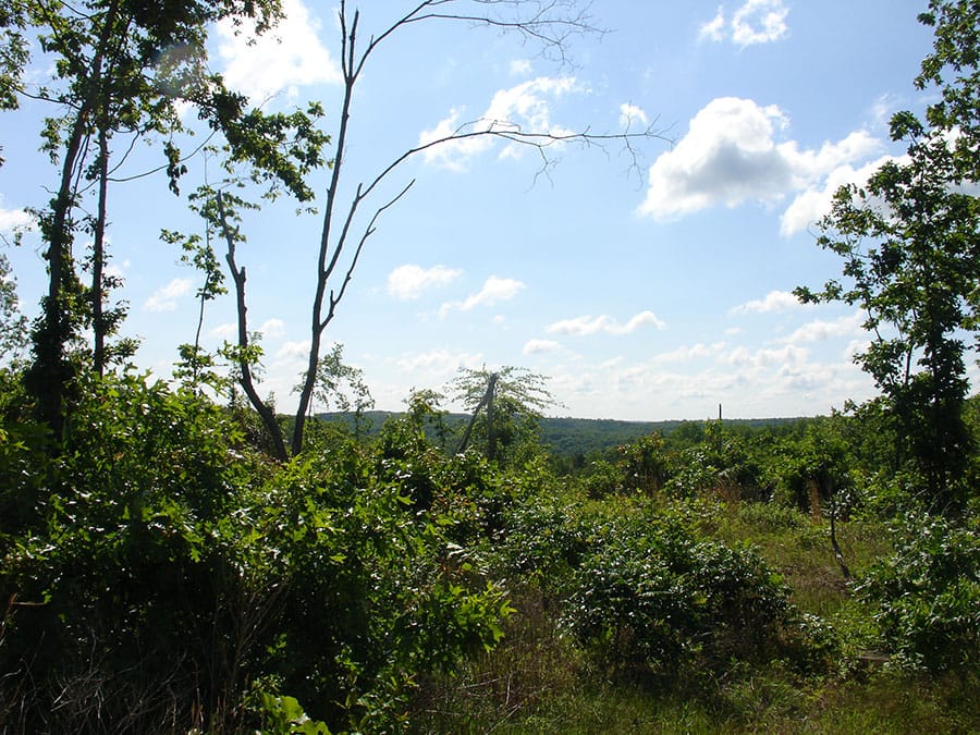 Antler Ridge Tract 37 photo 2