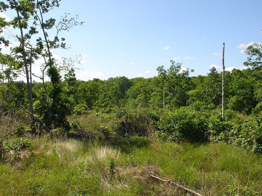 Antler Ridge Tract 37 photo 3
