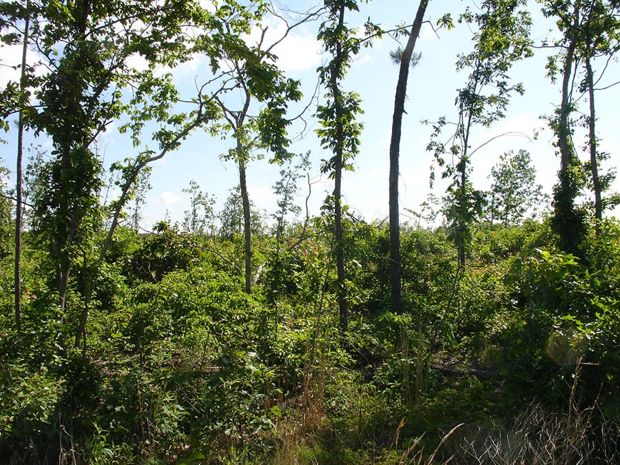 Antler Ridge Tract 37 photo 4