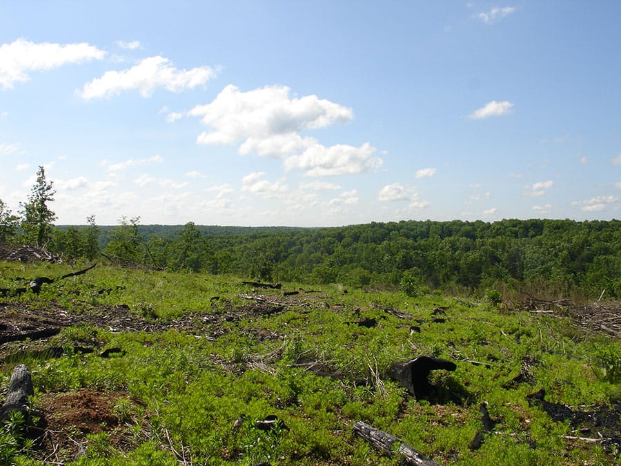 Antler Ridge Tract 37 photo 5