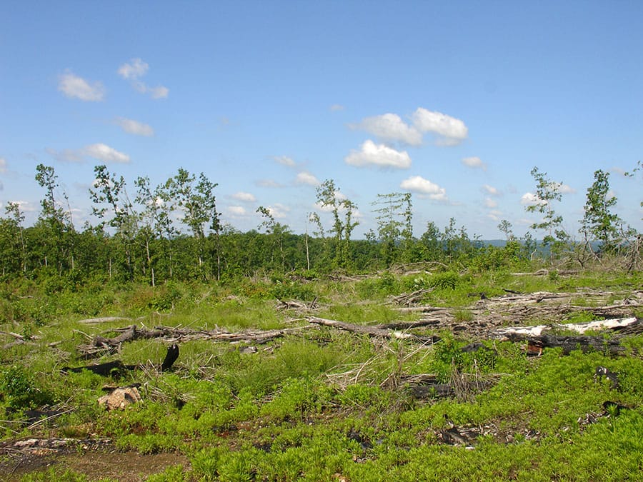 Antler Ridge Tract 37 photo 6