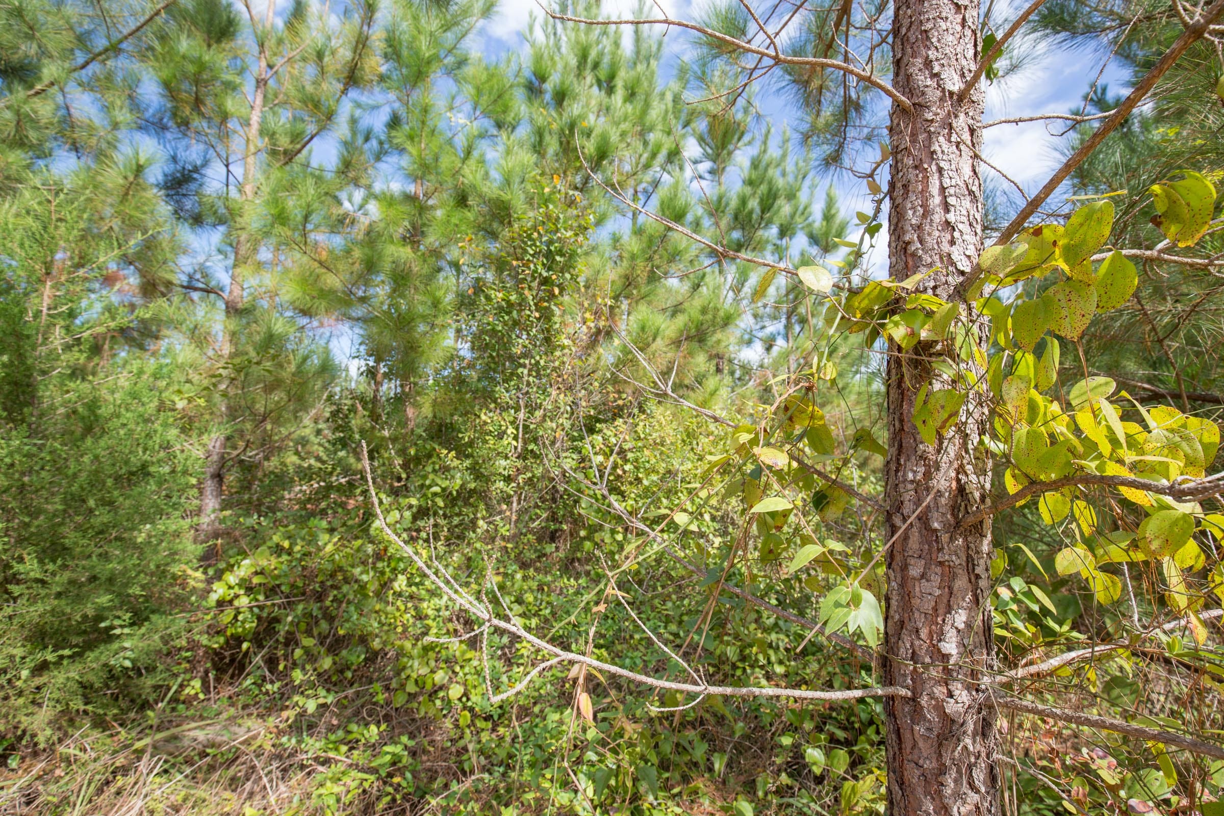 Brentwood Tract 3 photo 2