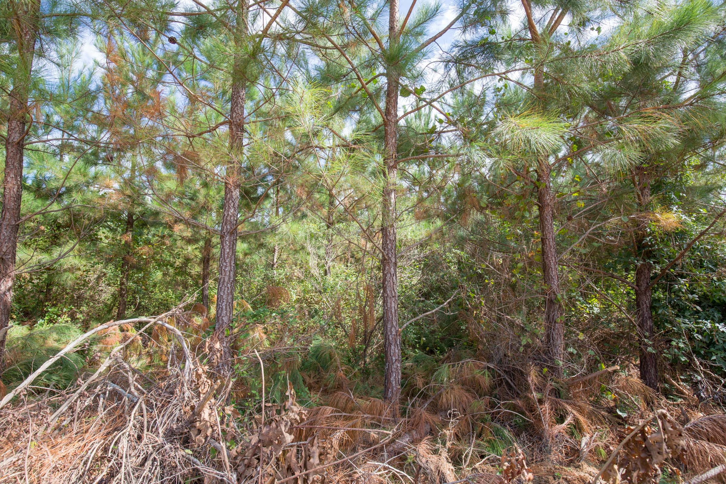 Brentwood Tract 3 photo 3