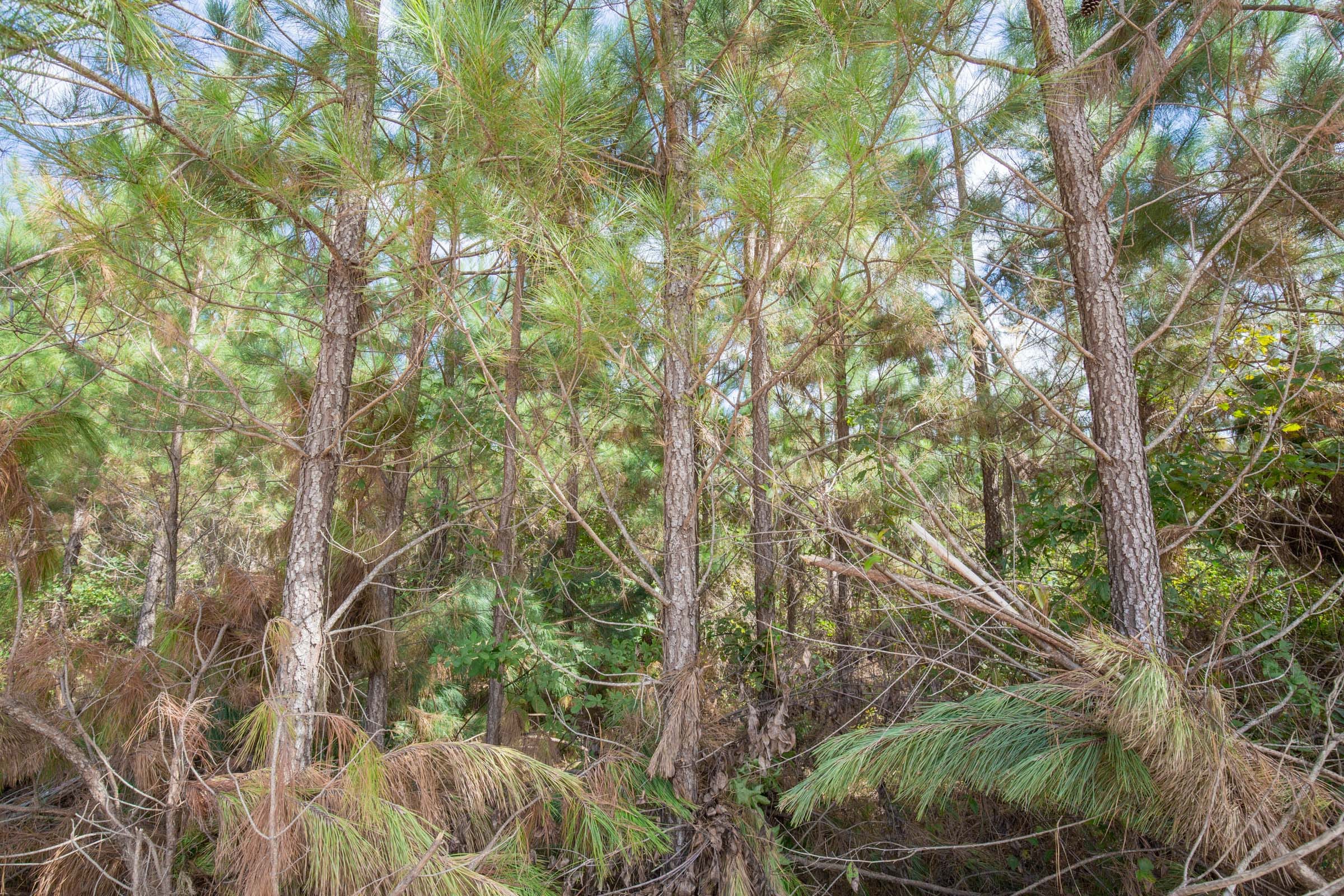 Brentwood Tract 3 photo 6