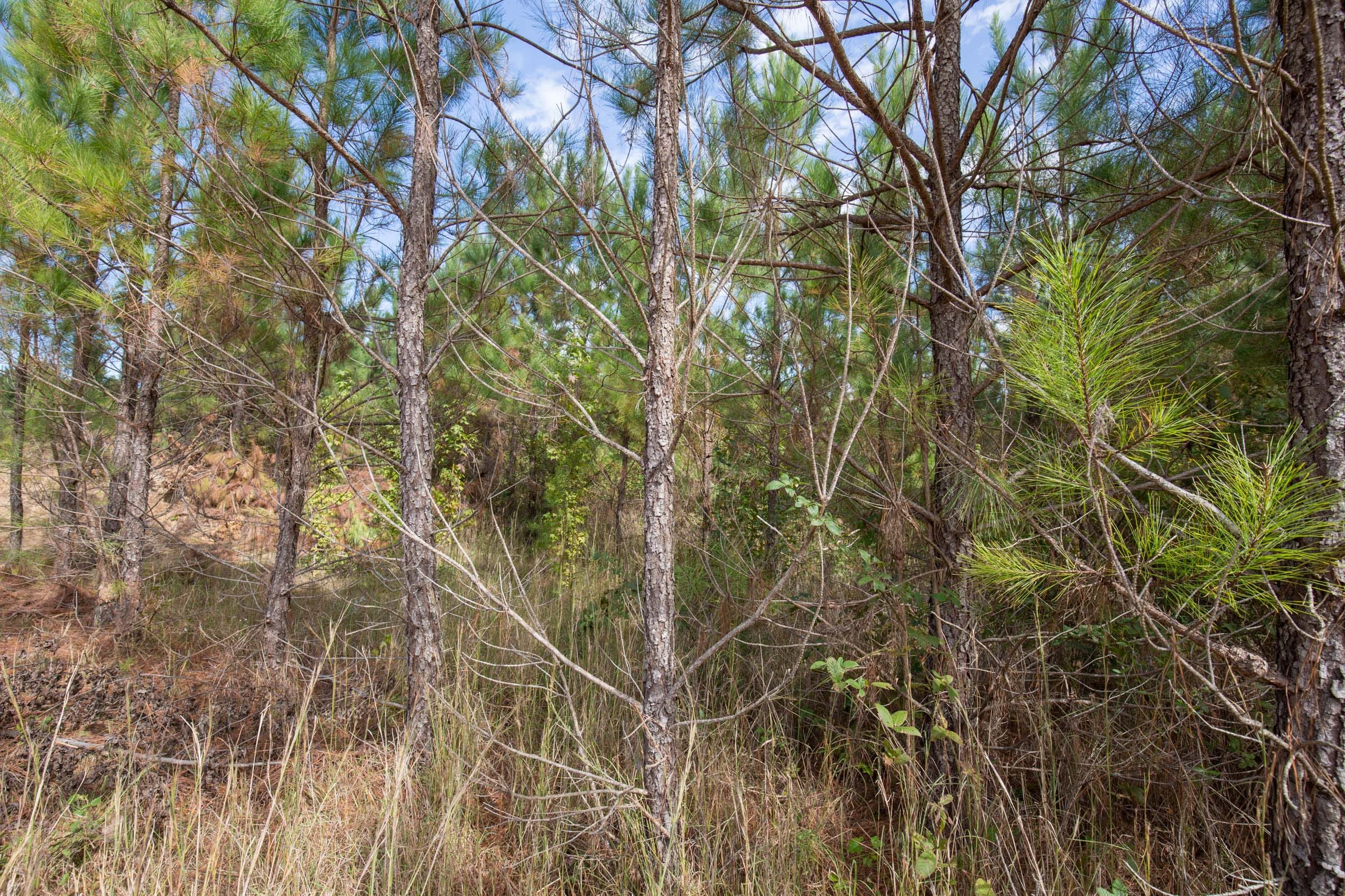Brentwood Tract 3 photo 8