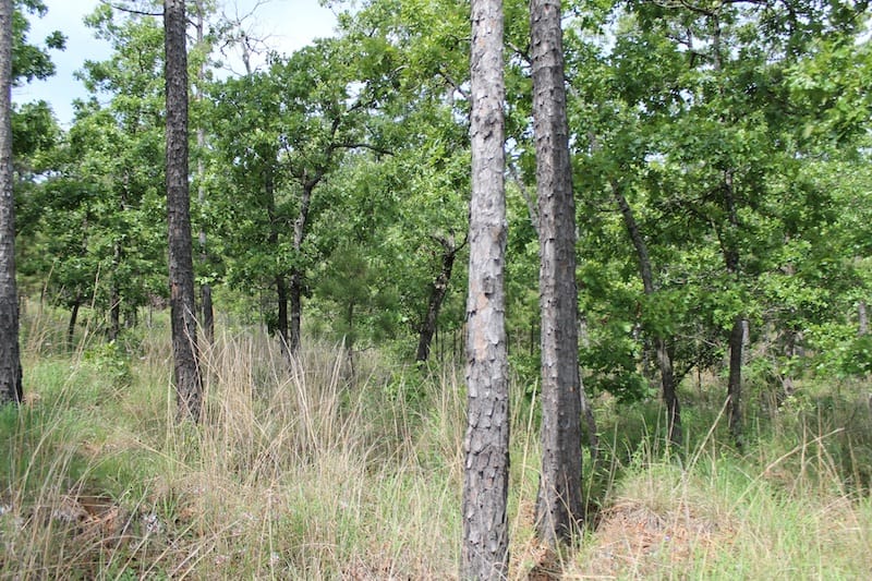 Indian Ridge – Phase II Tract 72 photo 3
