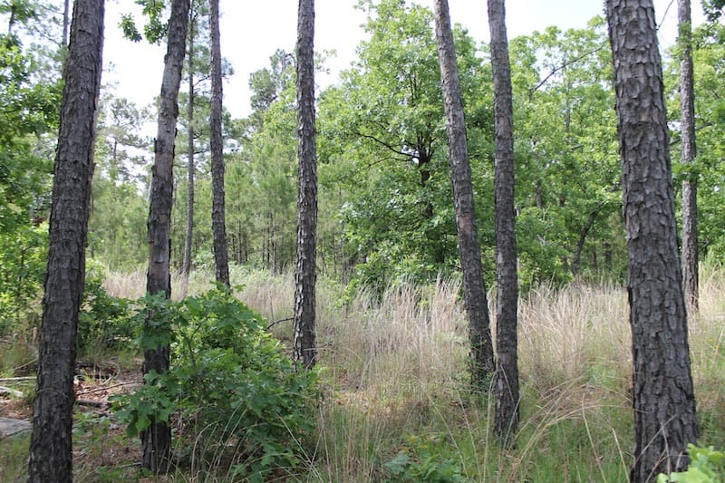 Indian Ridge – Phase II Tract 72 photo 5
