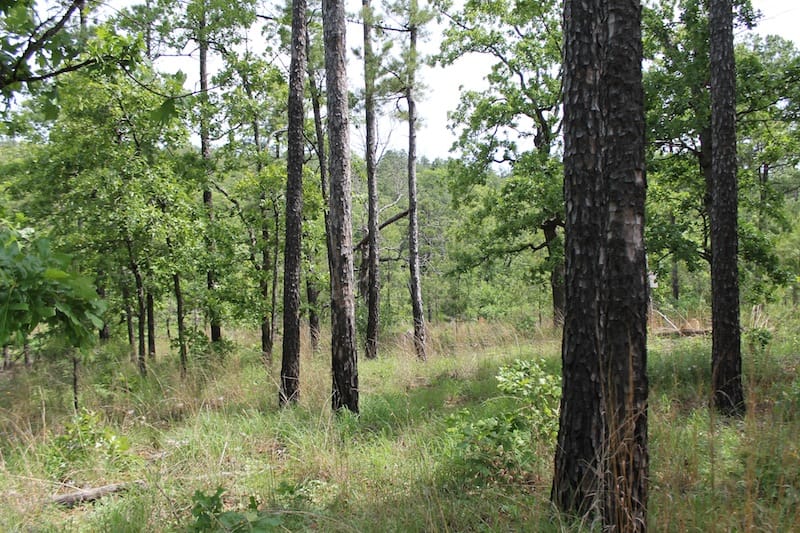 Indian Ridge – Phase II Tract 72 photo 7