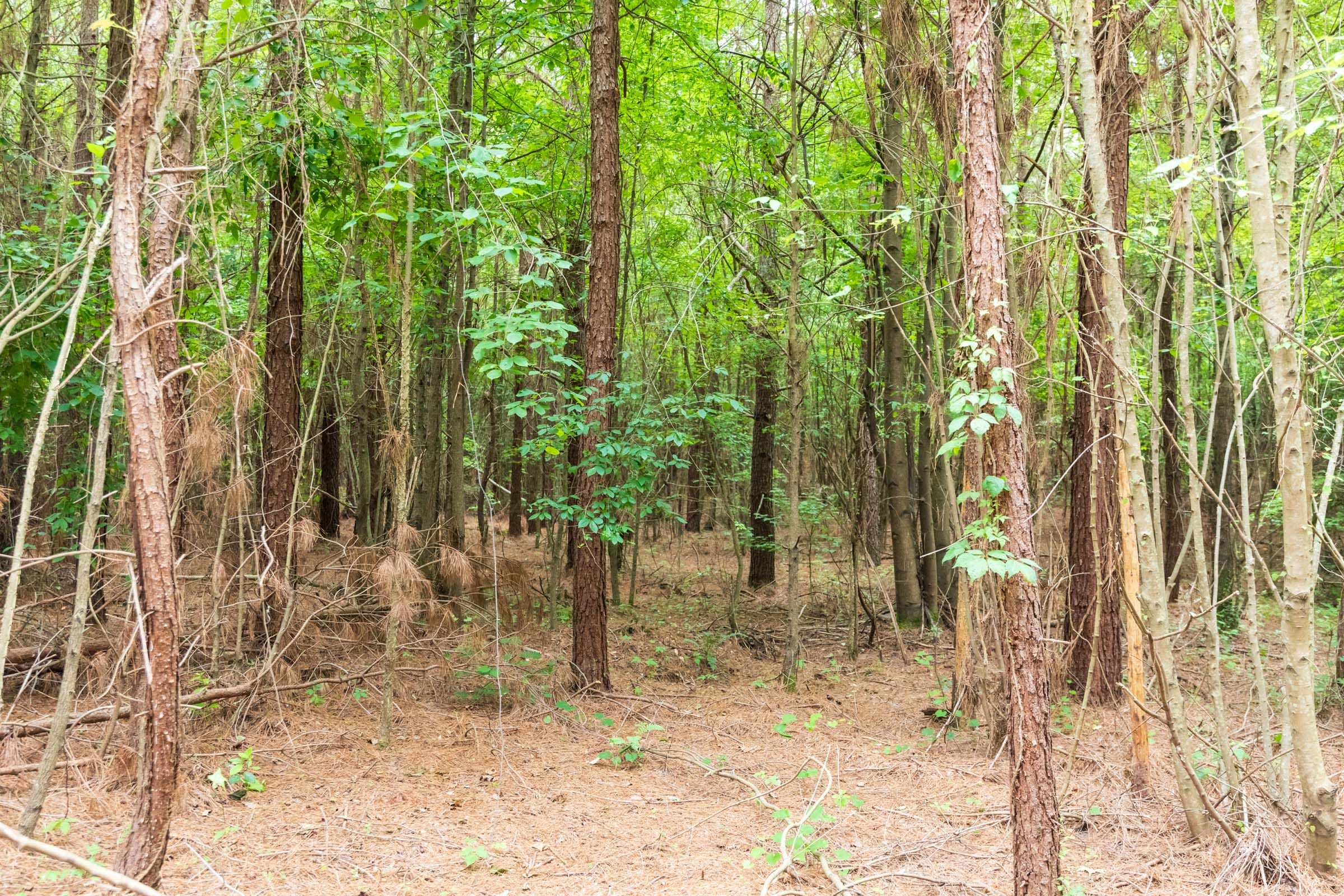 Whiskey Ridge Tract 67 photo 1
