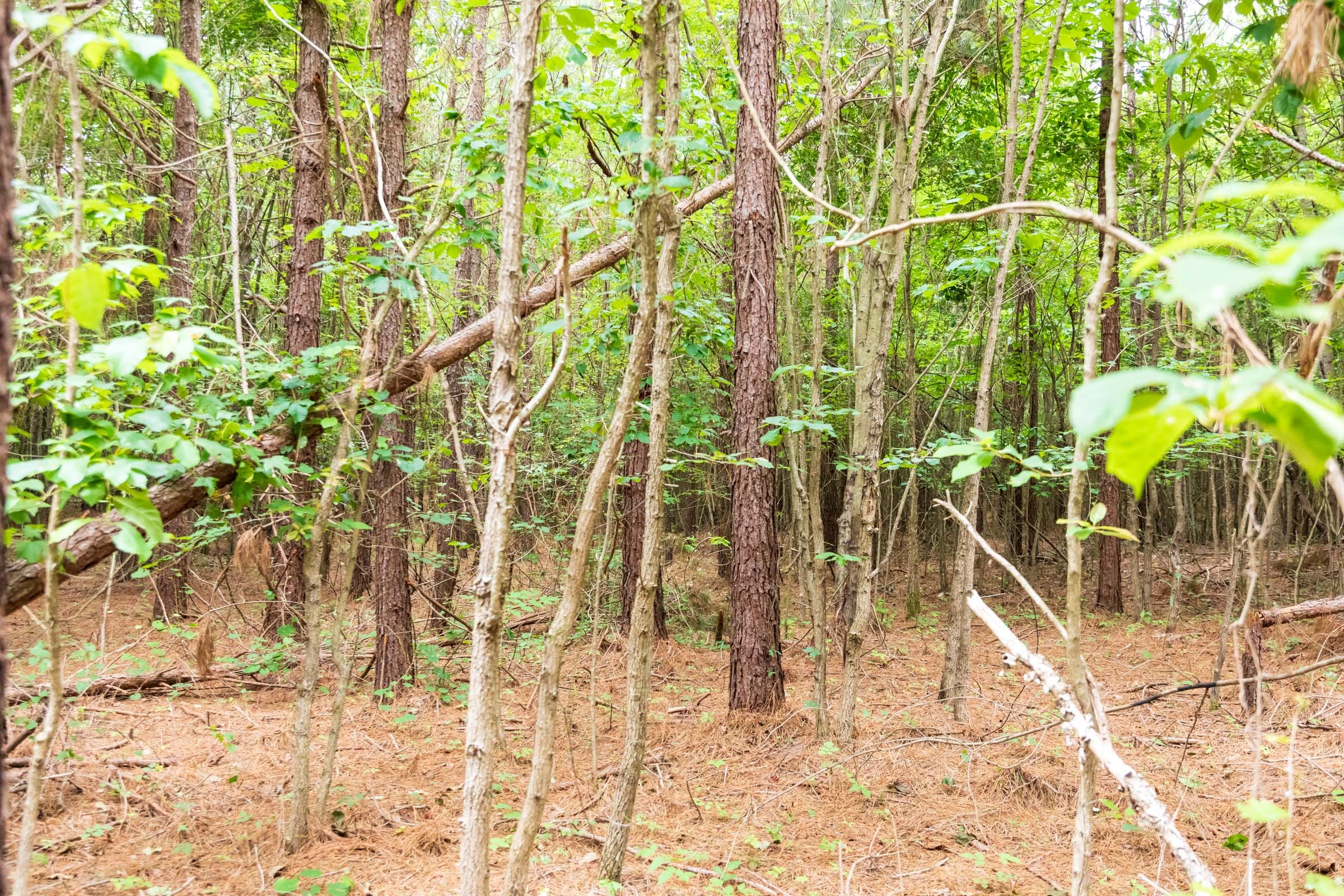 Whiskey Ridge Tract 67 photo 3