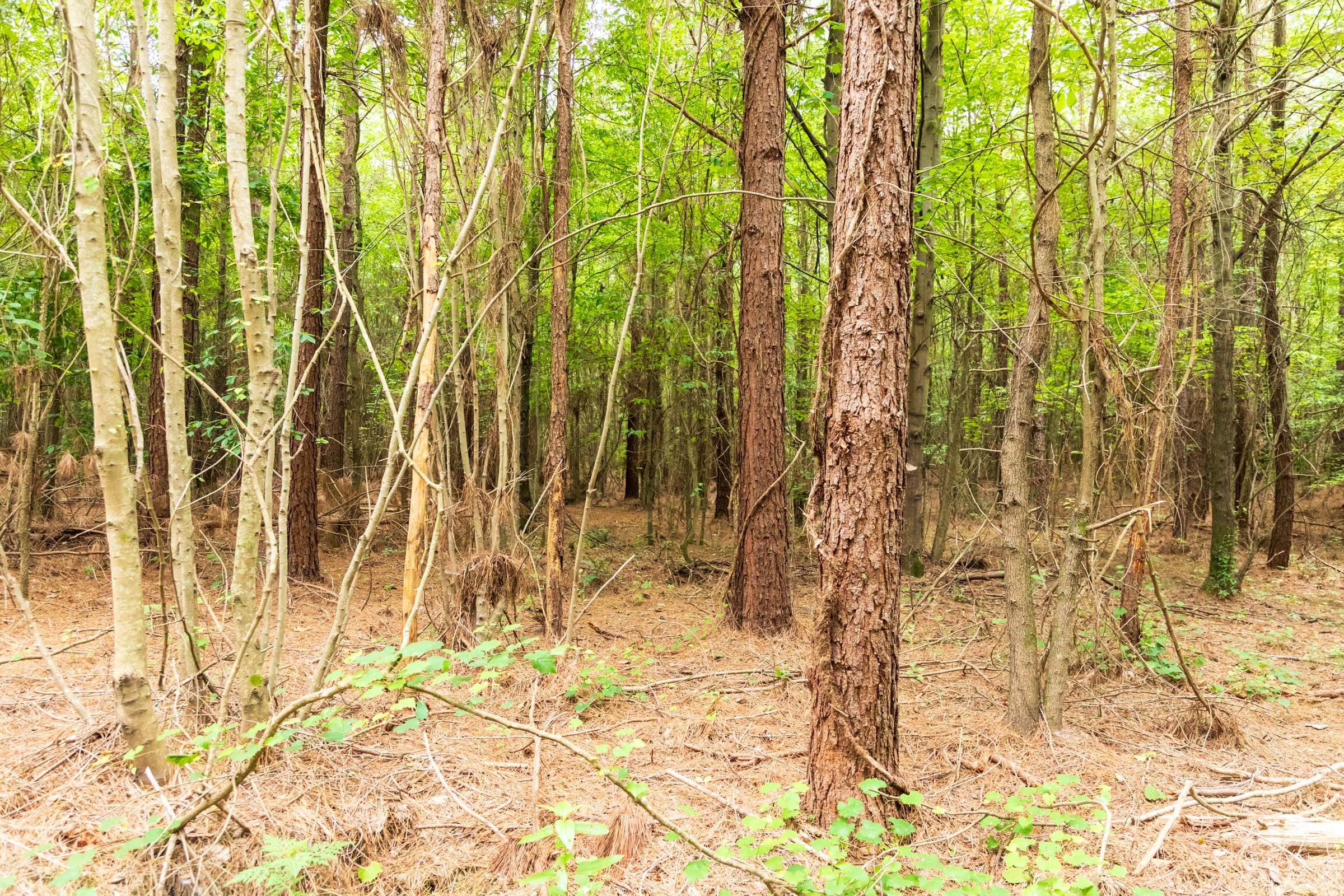Whiskey Ridge Tract 67 photo 5