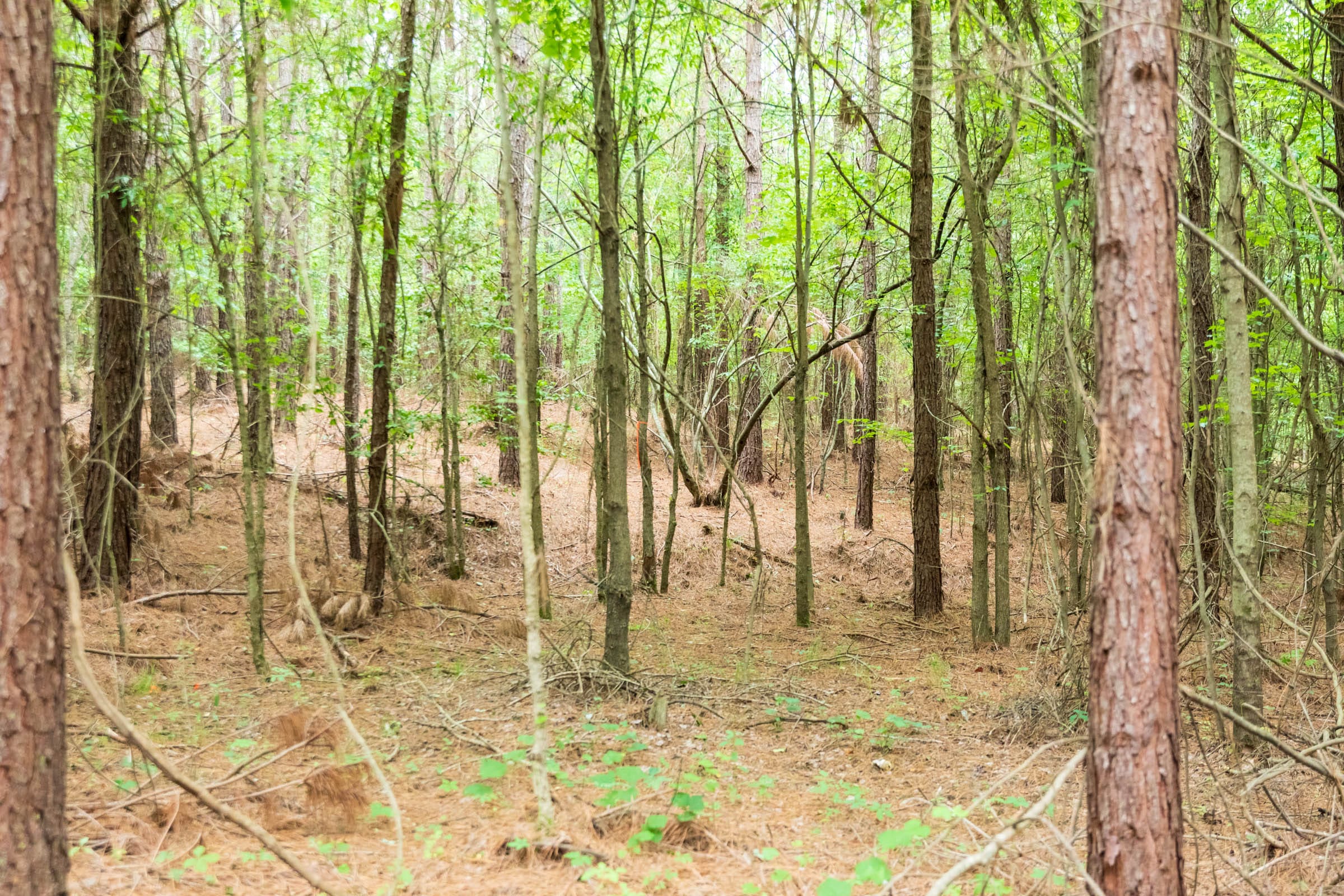 Whiskey Ridge Tract 67 photo 6