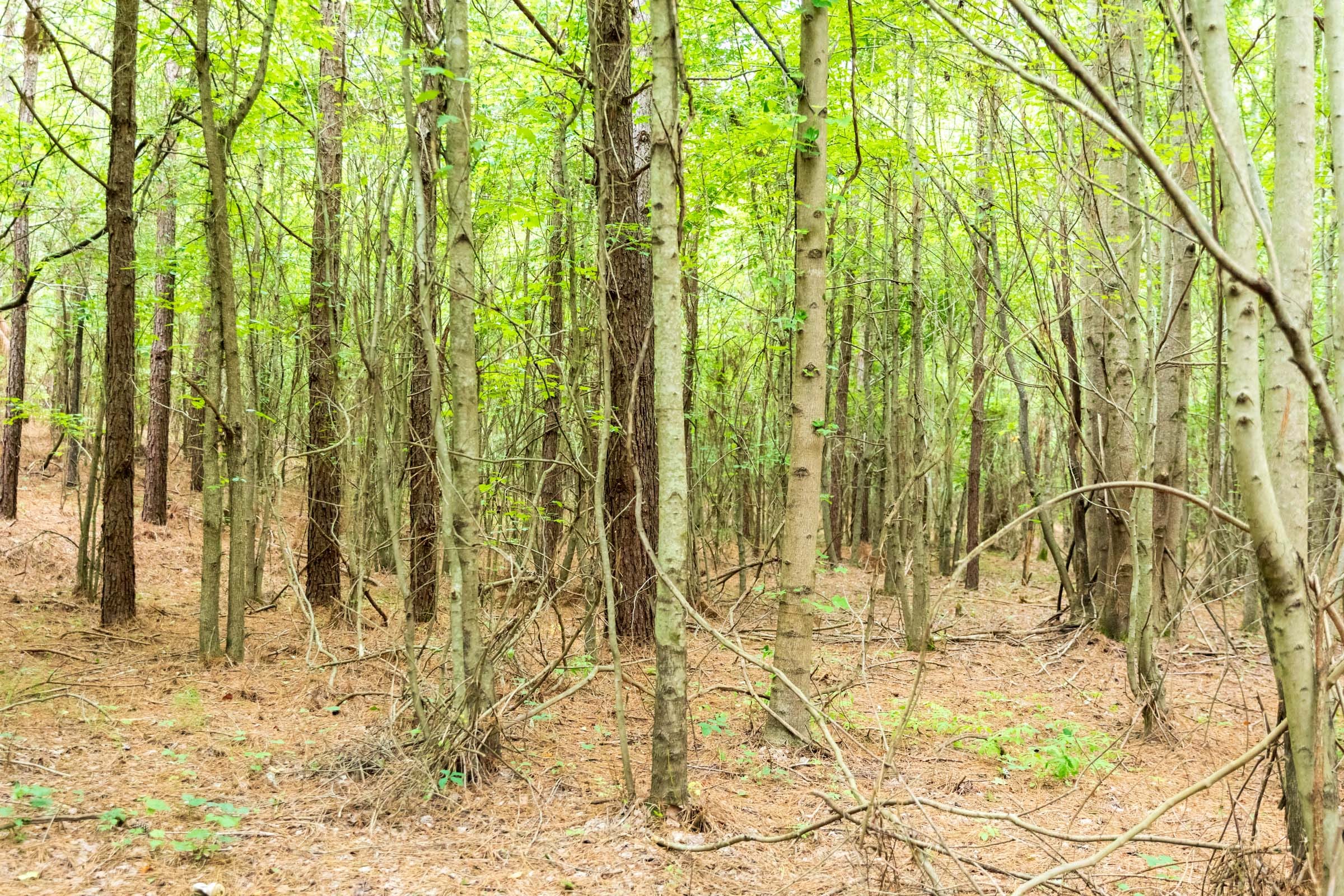 Whiskey Ridge Tract 67 photo 8