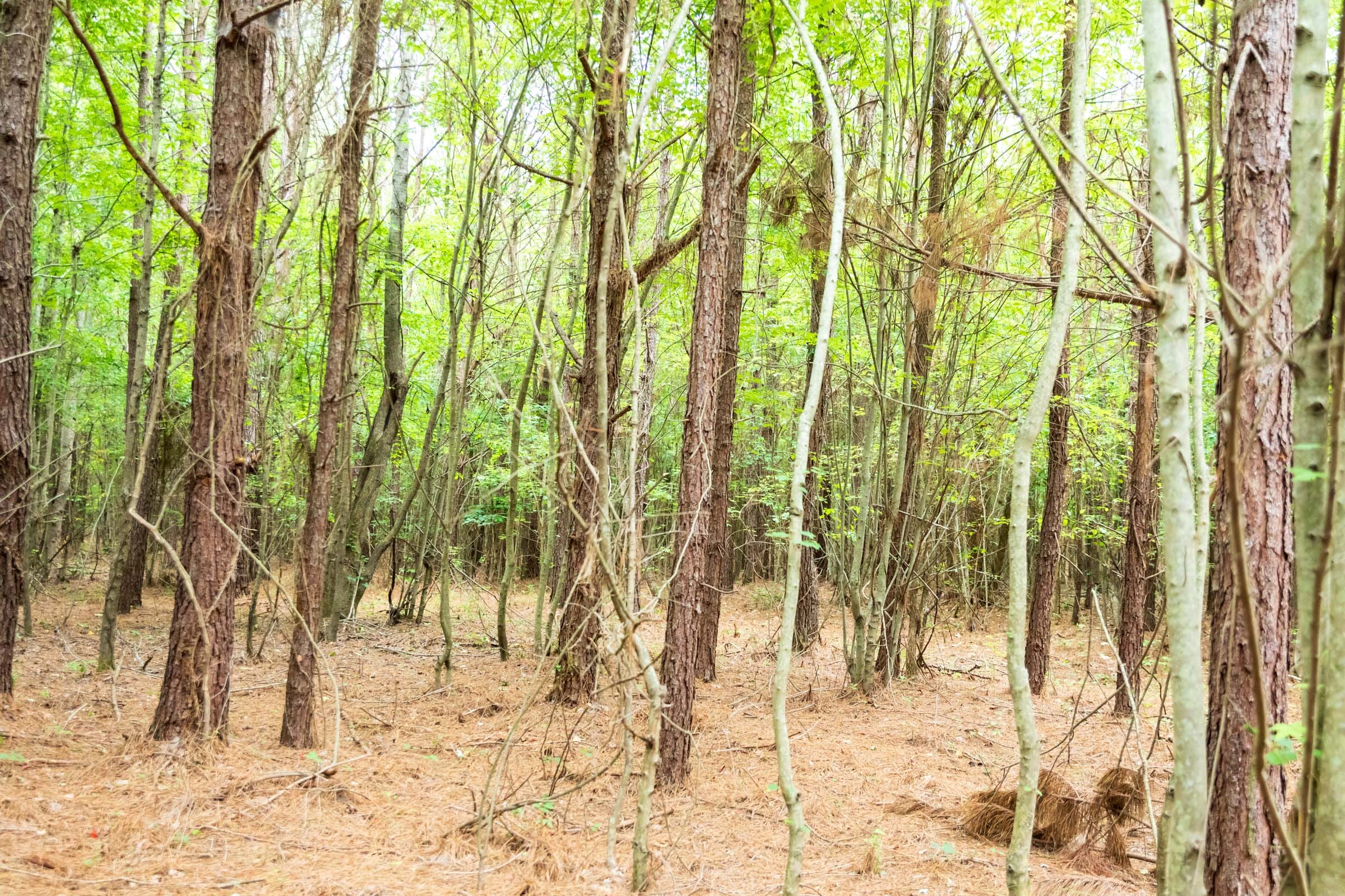 Whiskey Ridge Tract 67 photo 10