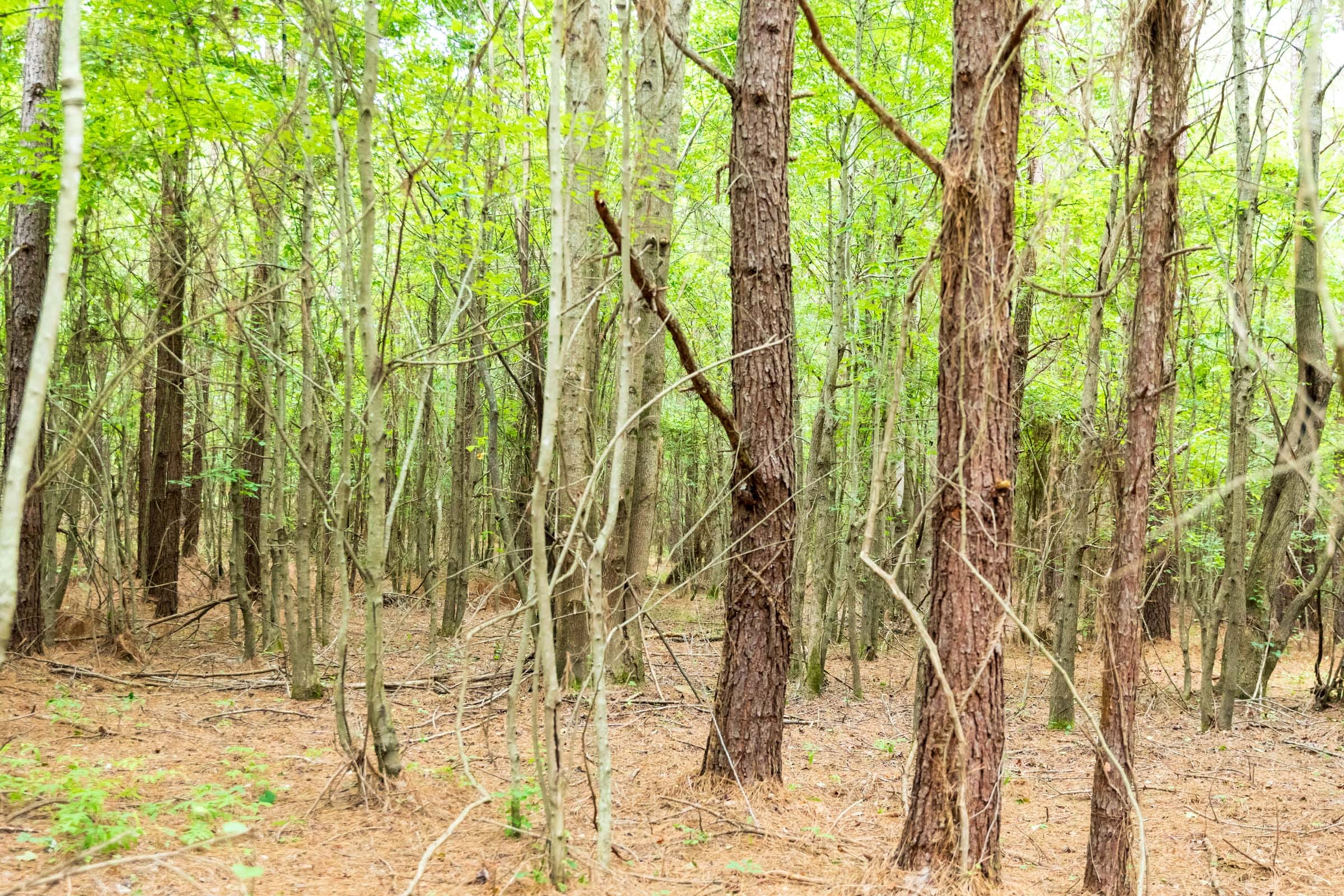 Whiskey Ridge Tract 67 photo 11