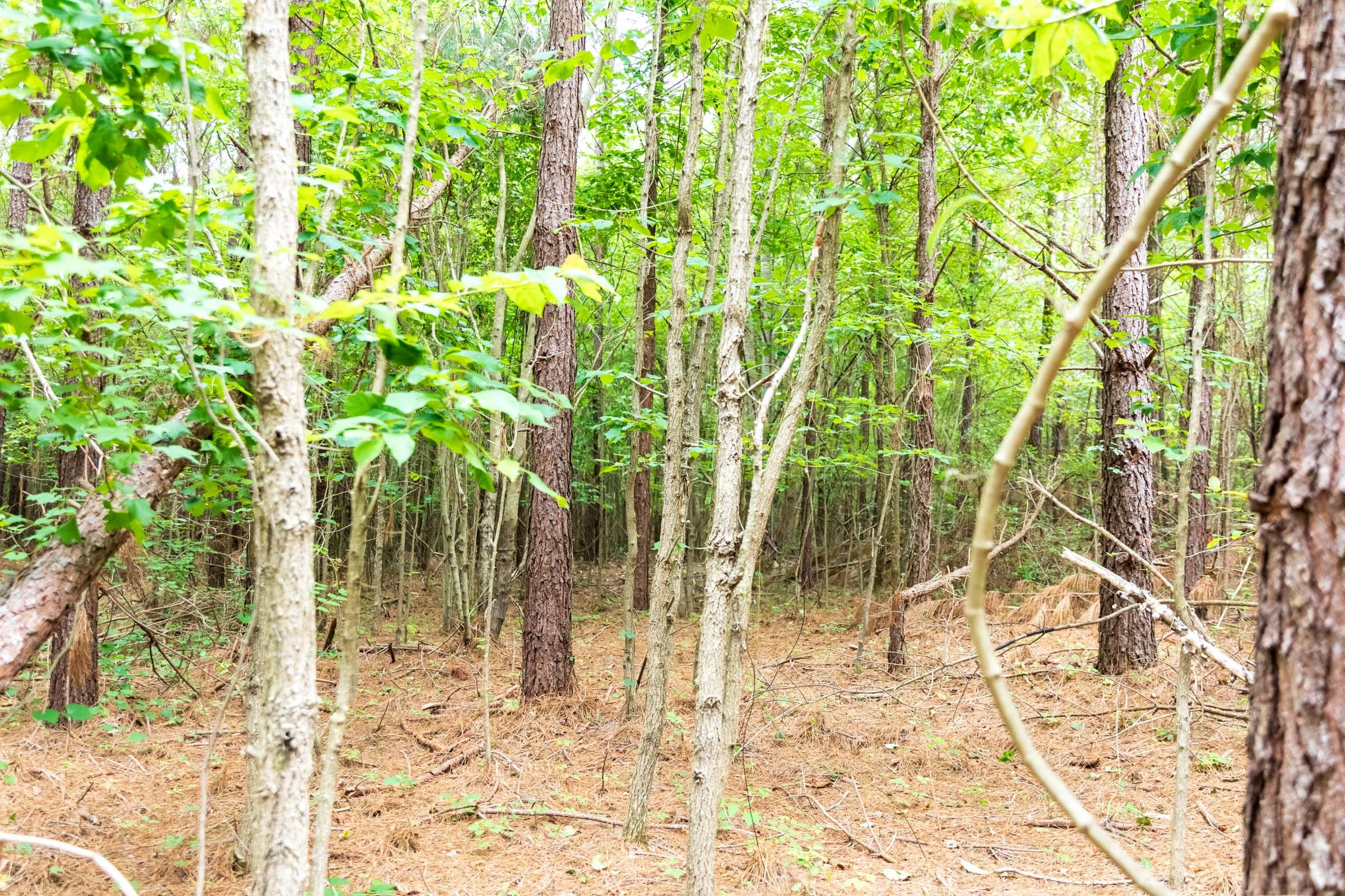 Whiskey Ridge Tract 67 photo 9