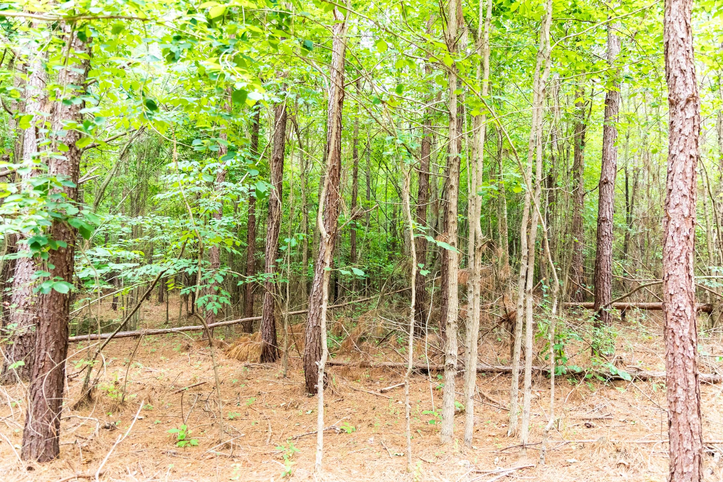 Whiskey Ridge Tract 67 photo 13
