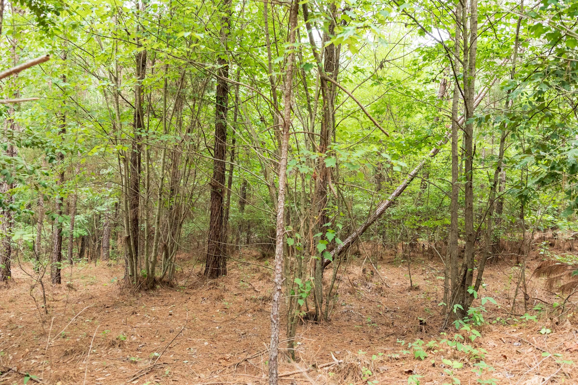Whiskey Ridge Tract 67 photo 7