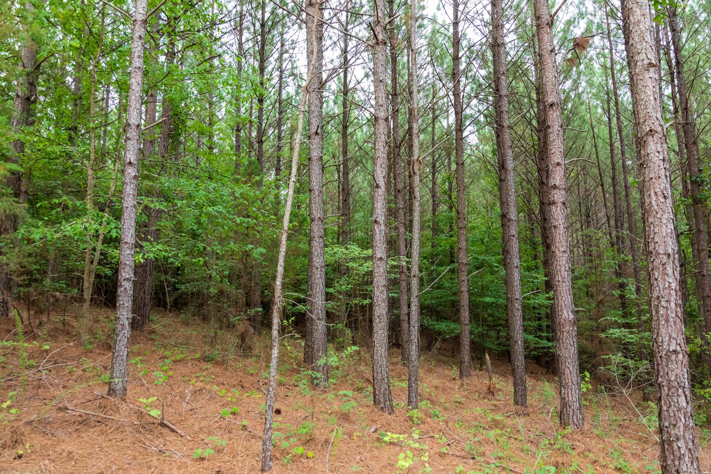 Whiskey Ridge Tract 67 photo 12