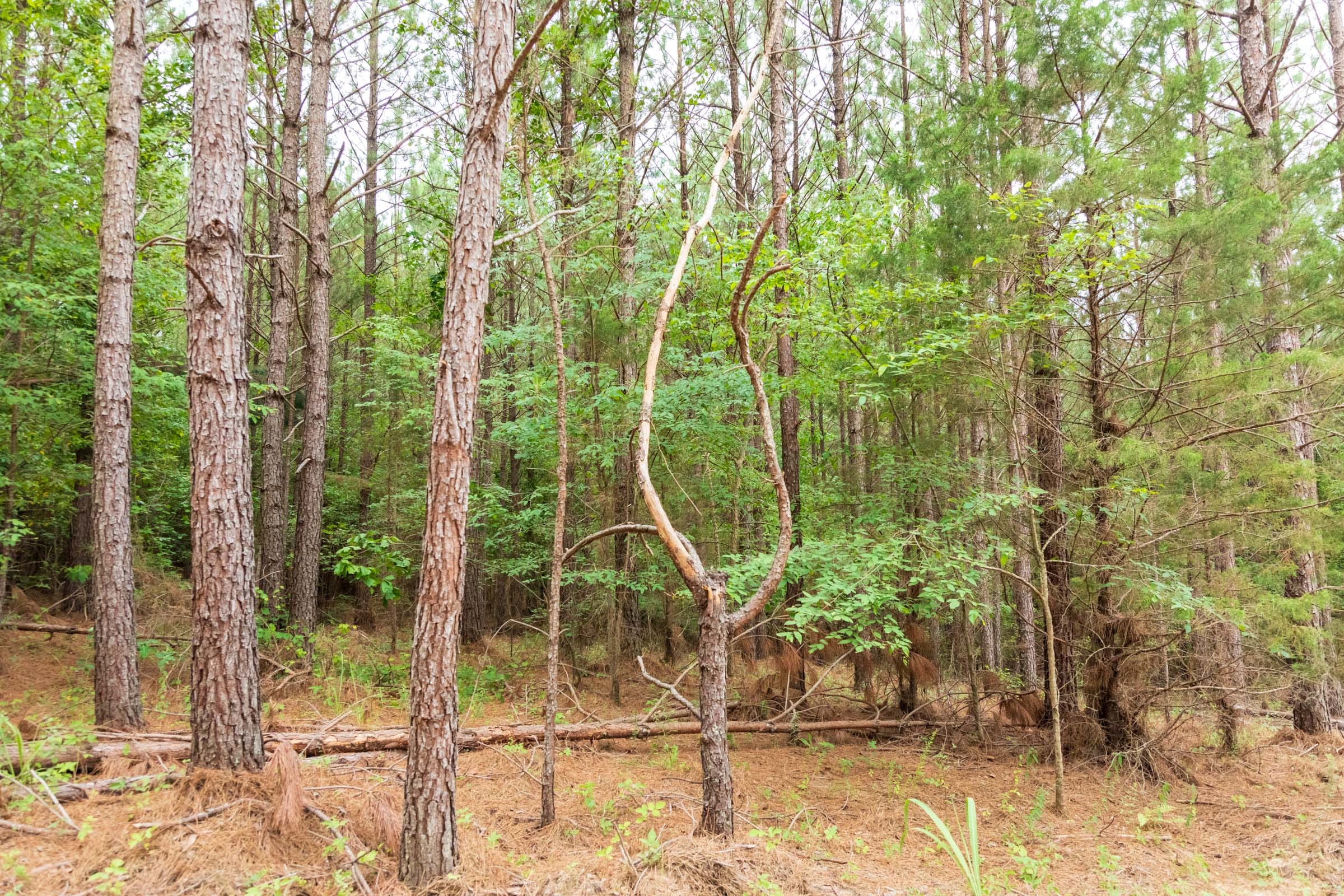 Whiskey Ridge Tract 67 photo 4