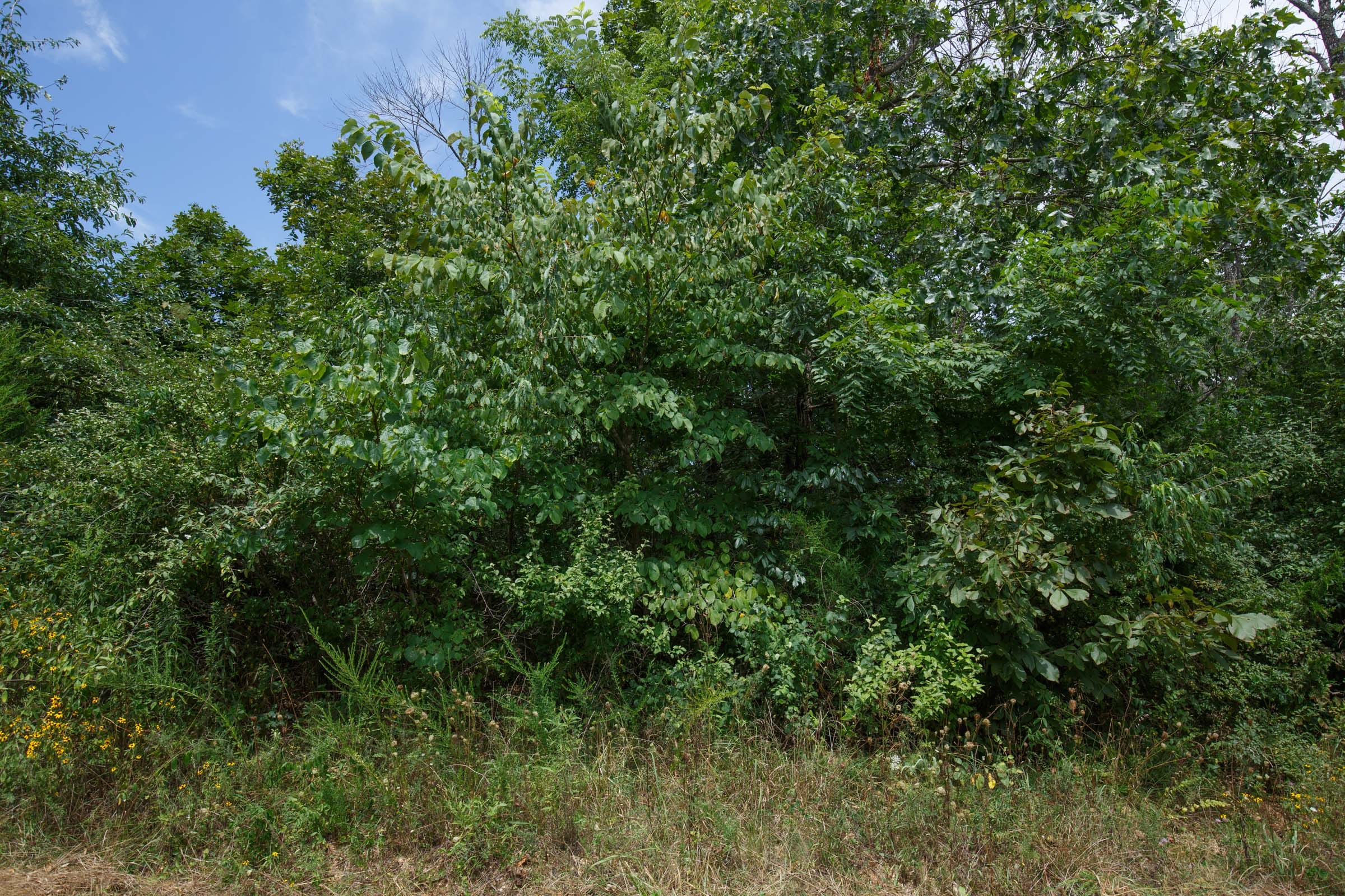 Spring Lake Plat 1 Tract 25 photo 4