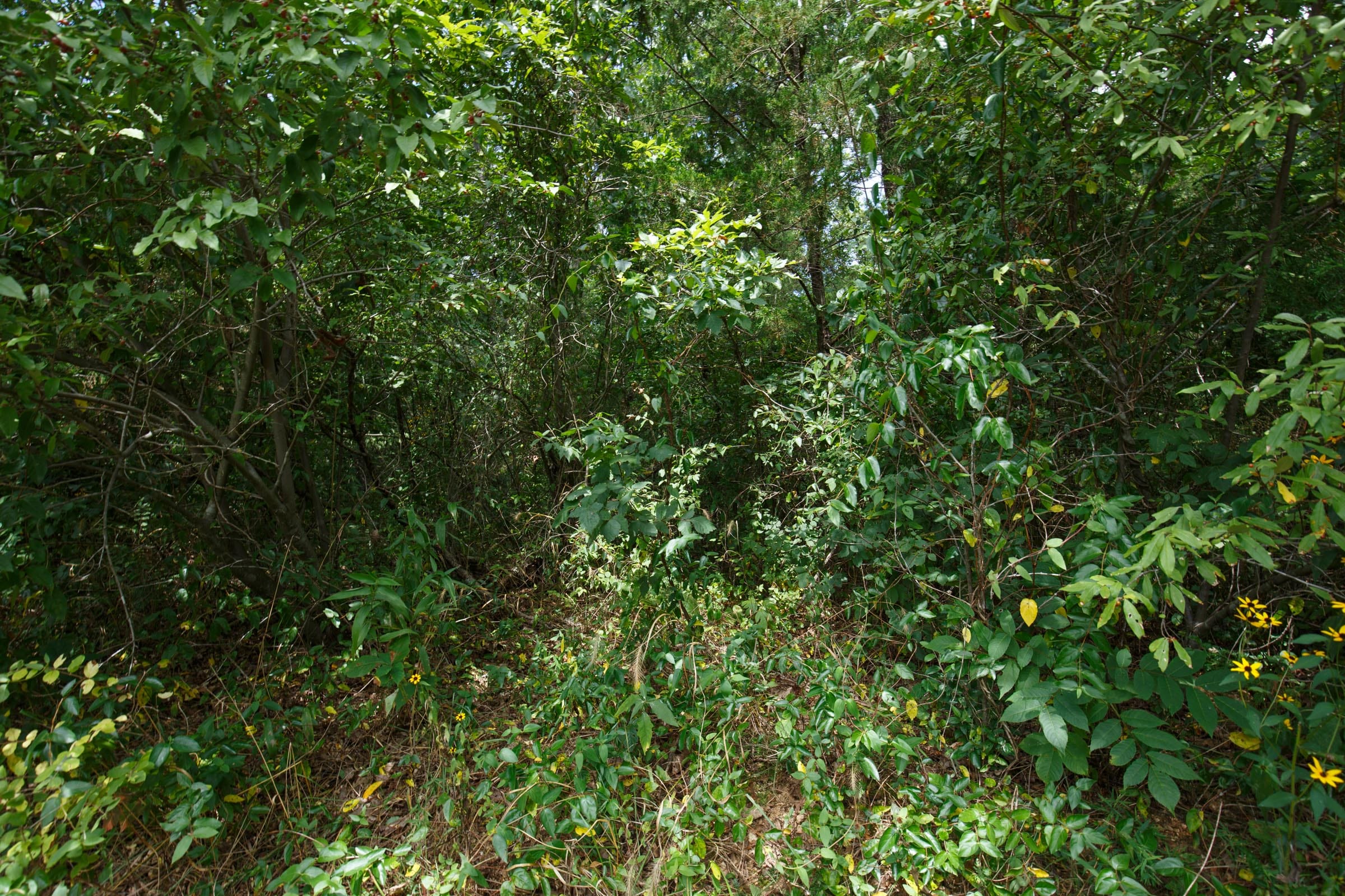 Spring Lake Plat 1 Tract 25 photo 5