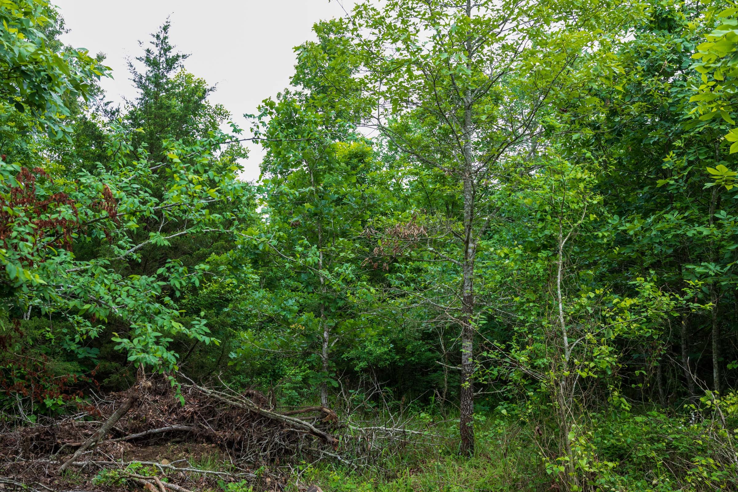 Falcon Crest Tract 11 photo 6