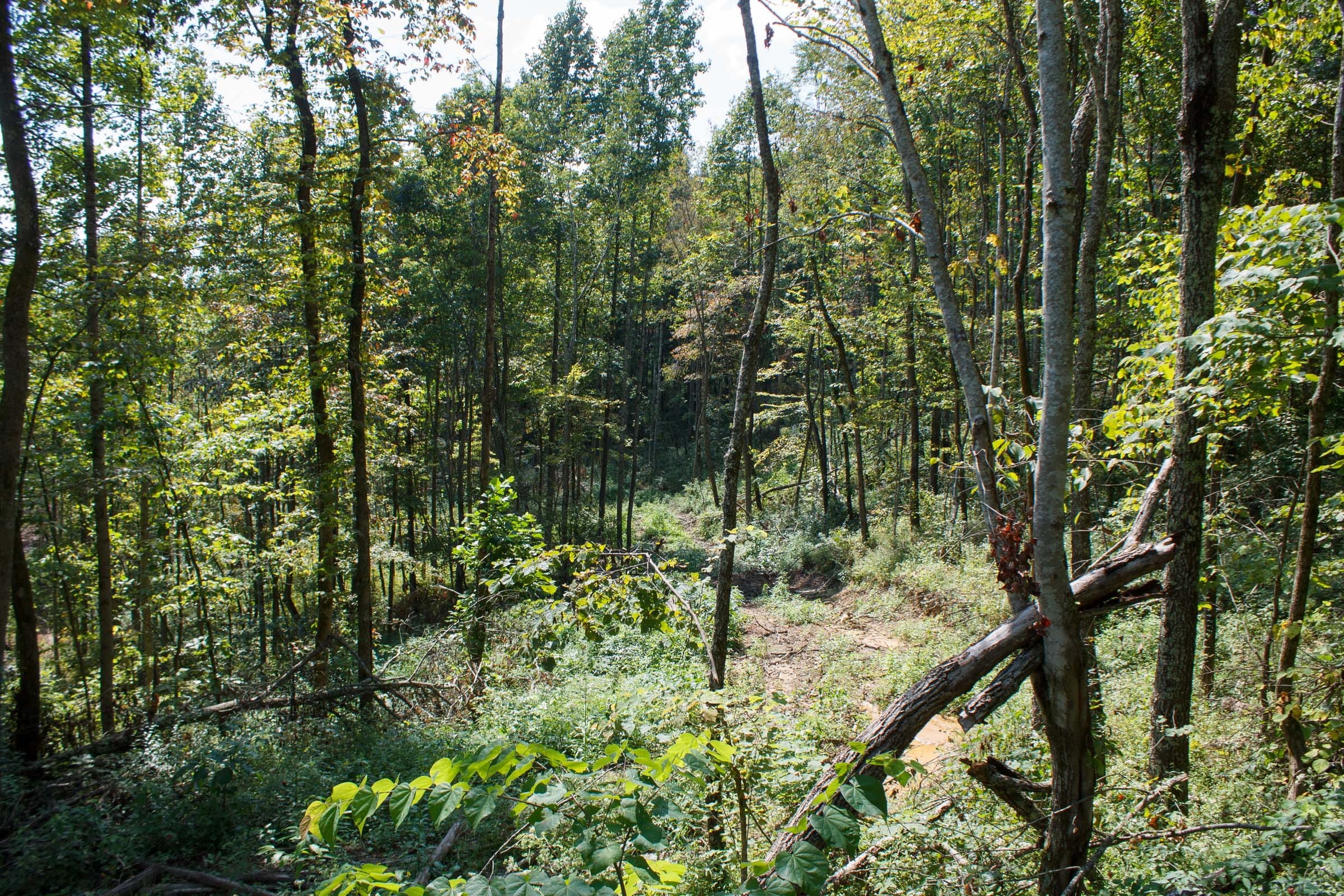 Wounded Oak Tract 19 photo 4