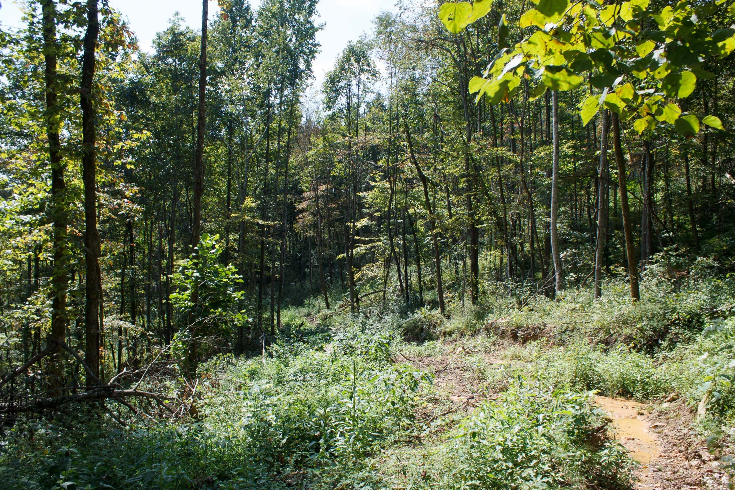 Wounded Oak Tract 19 photo 5