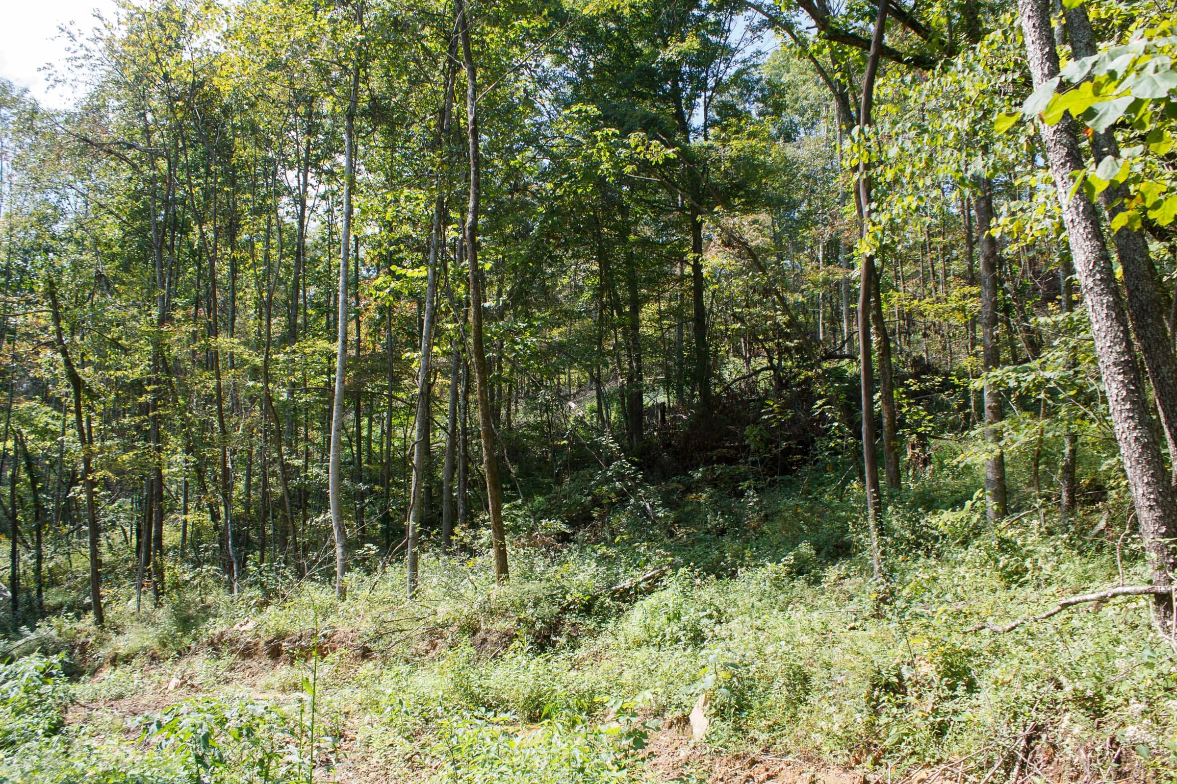 Wounded Oak Tract 19 photo 6
