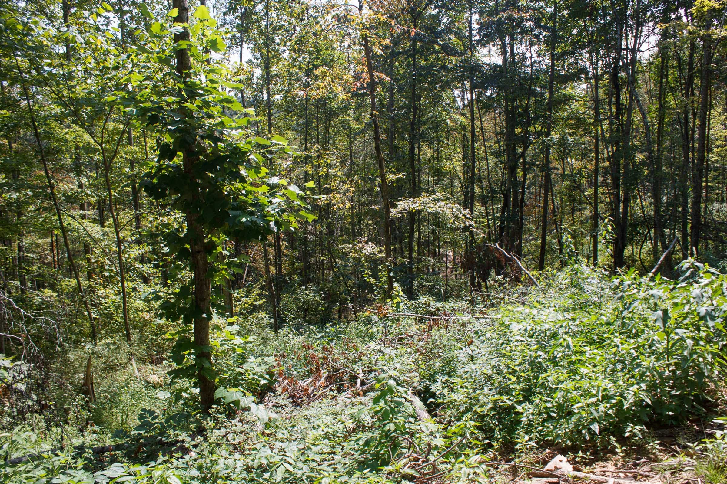 Wounded Oak Tract 19 photo 8