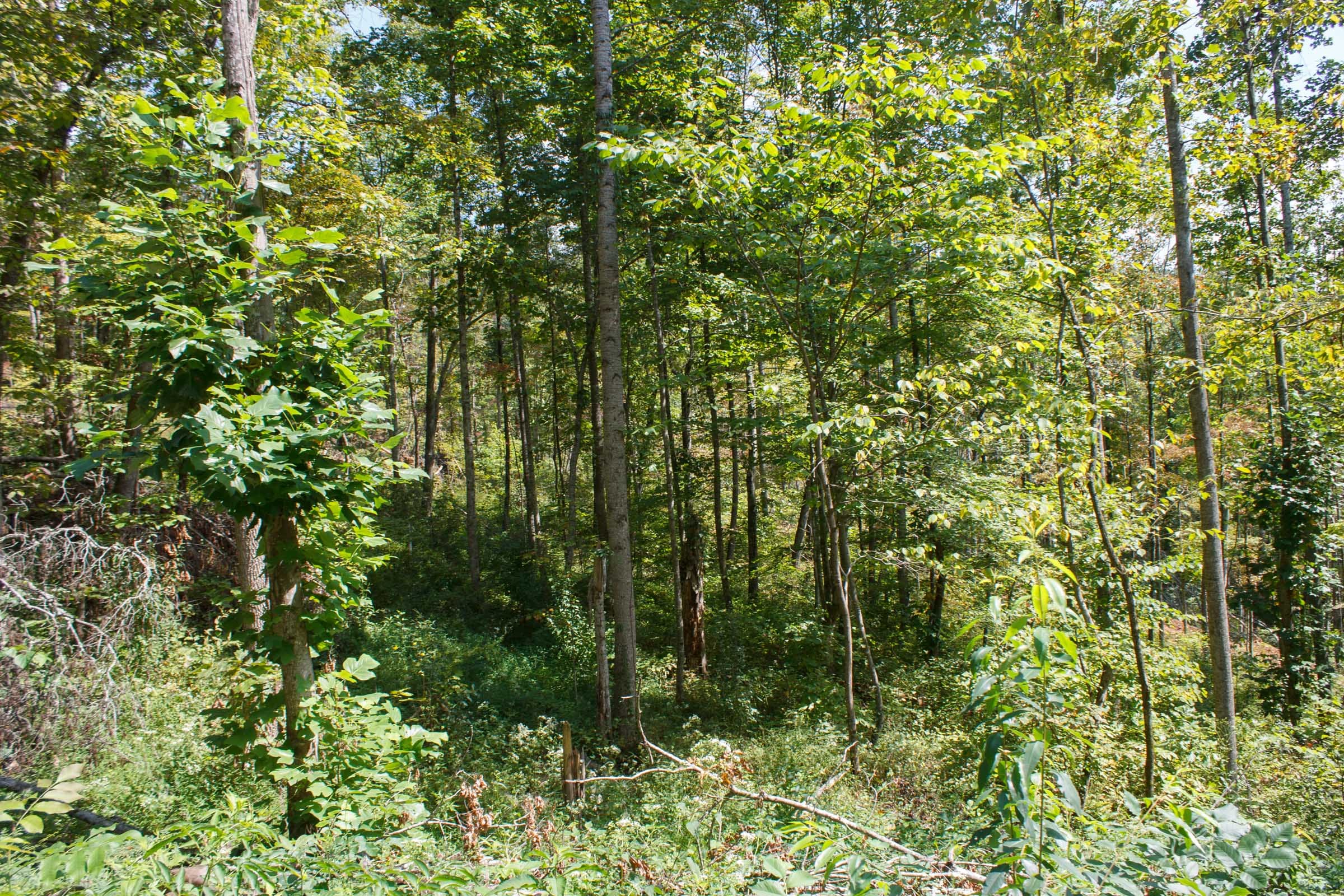 Wounded Oak Tract 19 photo 9